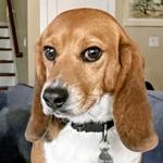 Enlarge Henley, an adoptable Beagle in New Boston, NH image 1/5