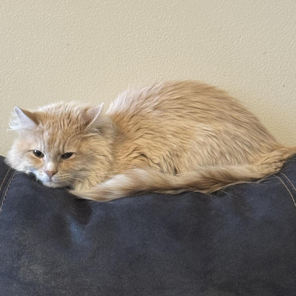 Ryu, Adoptable, Adult Male Domestic Long Hair.
