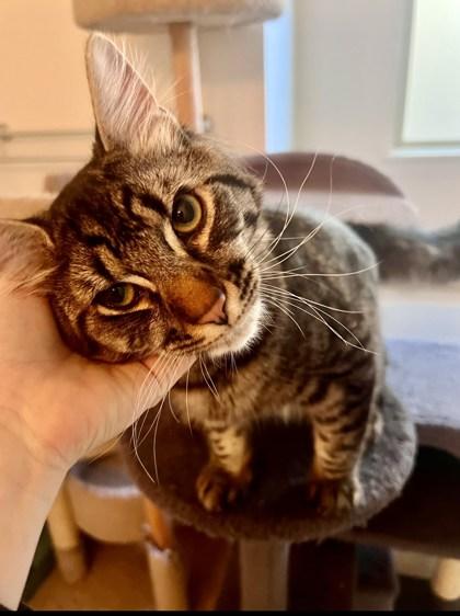 Odie (Must be adopted with Penny), a Adoptable mixed breed in Hillsboro, OR image 2/4