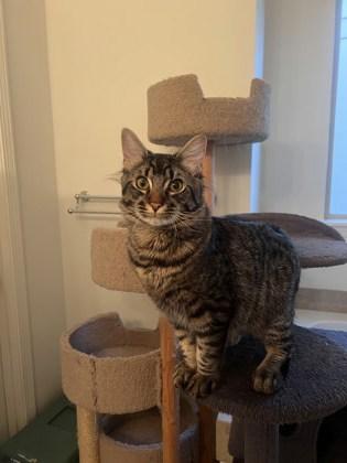 Odie (Must be adopted with Penny), a Adoptable mixed breed in Hillsboro, OR image 3/4