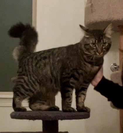 Odie (Must be adopted with Penny), a Adoptable mixed breed in Hillsboro, OR image 4/4