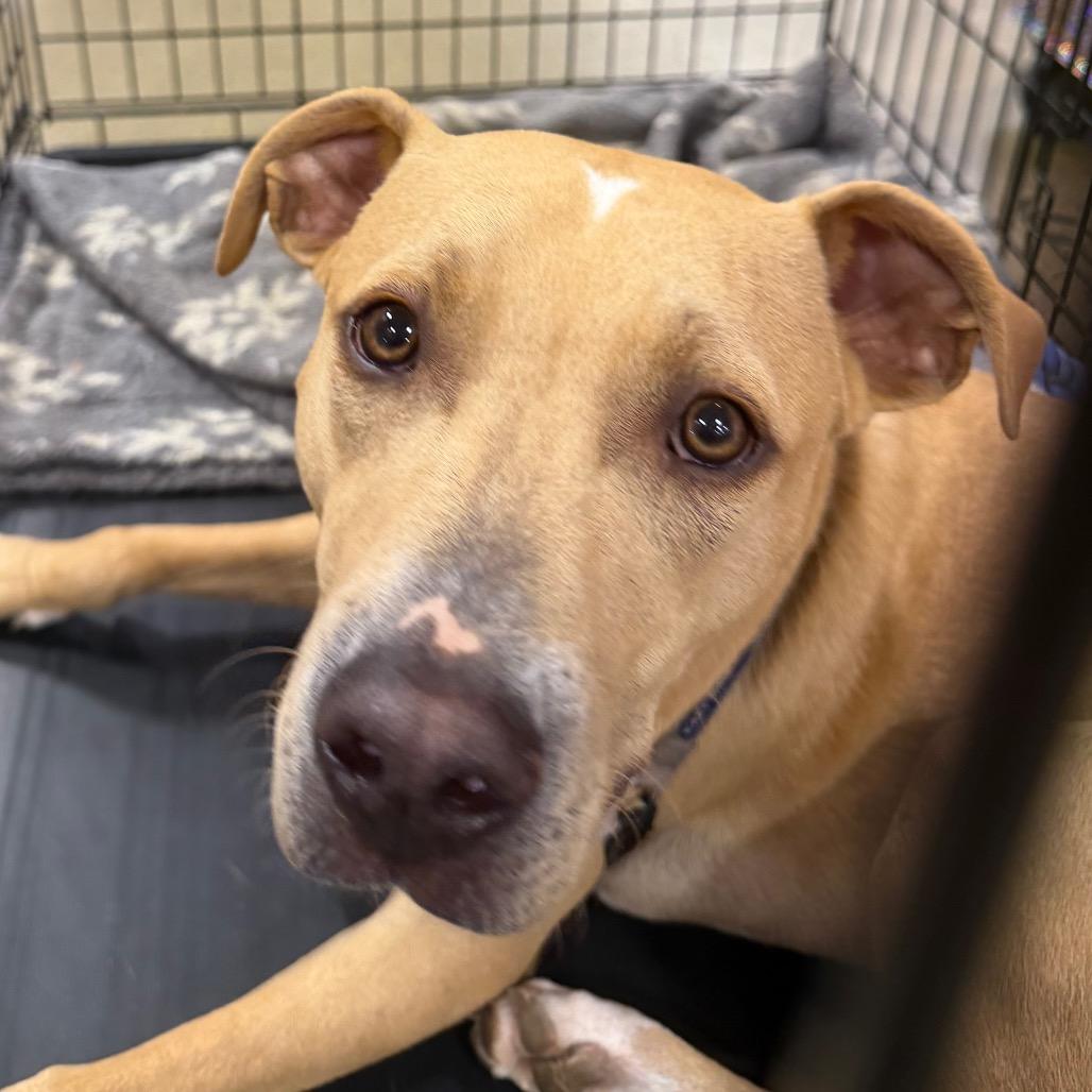 Yeller FOSTER OR ADOPTER NEEDED, a Adoptable mixed breed in Staten Island, NY image 1/4