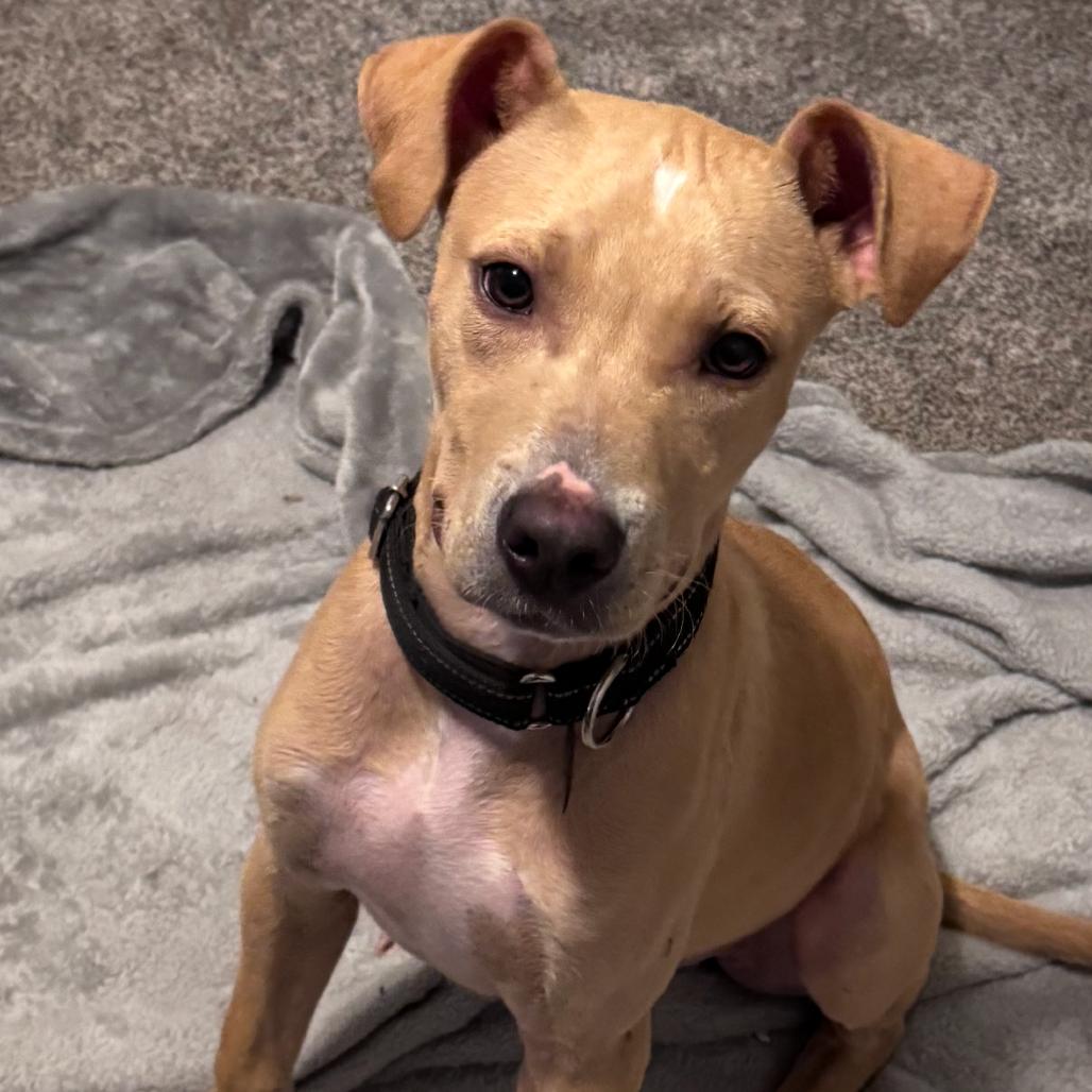 Yeller FOSTER OR ADOPTER NEEDED, a Adoptable mixed breed in Staten Island, NY image 2/4