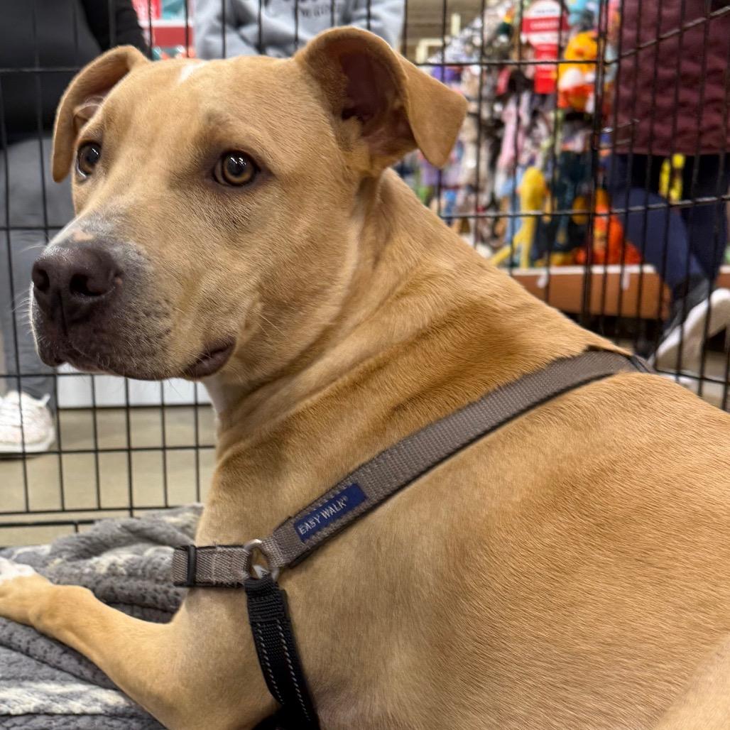 Yeller FOSTER OR ADOPTER NEEDED, a Adoptable mixed breed in Staten Island, NY image 3/4