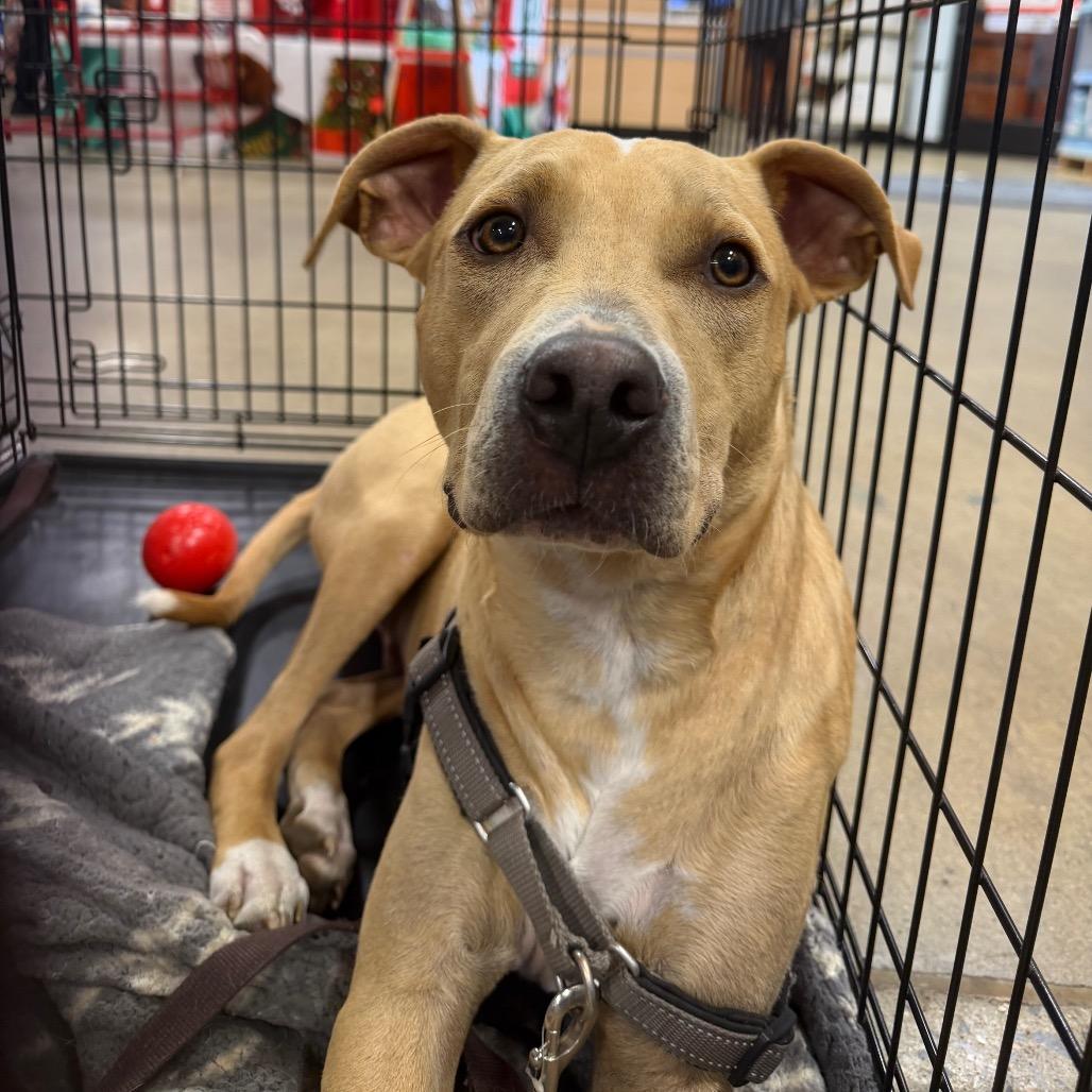 Yeller FOSTER OR ADOPTER NEEDED, a Adoptable mixed breed in Staten Island, NY image 4/4