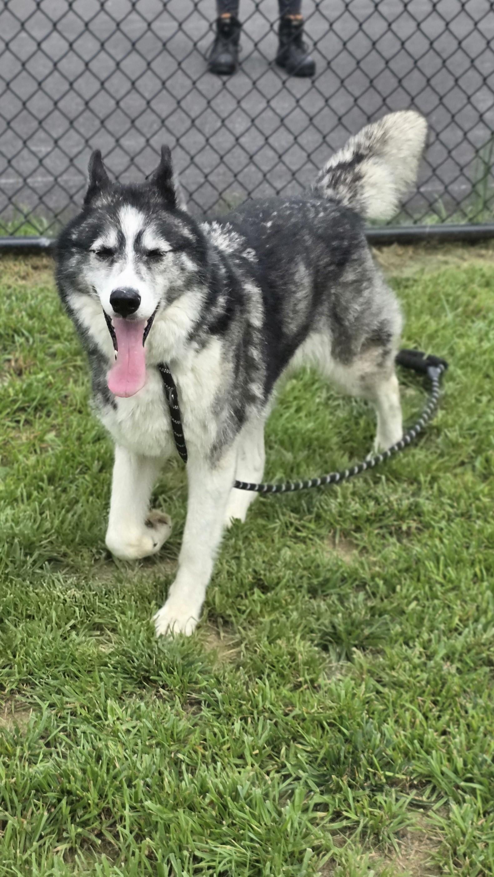 Flower, a ADOPTABLE mixed breed in Shepherdsville, KY image 3/4