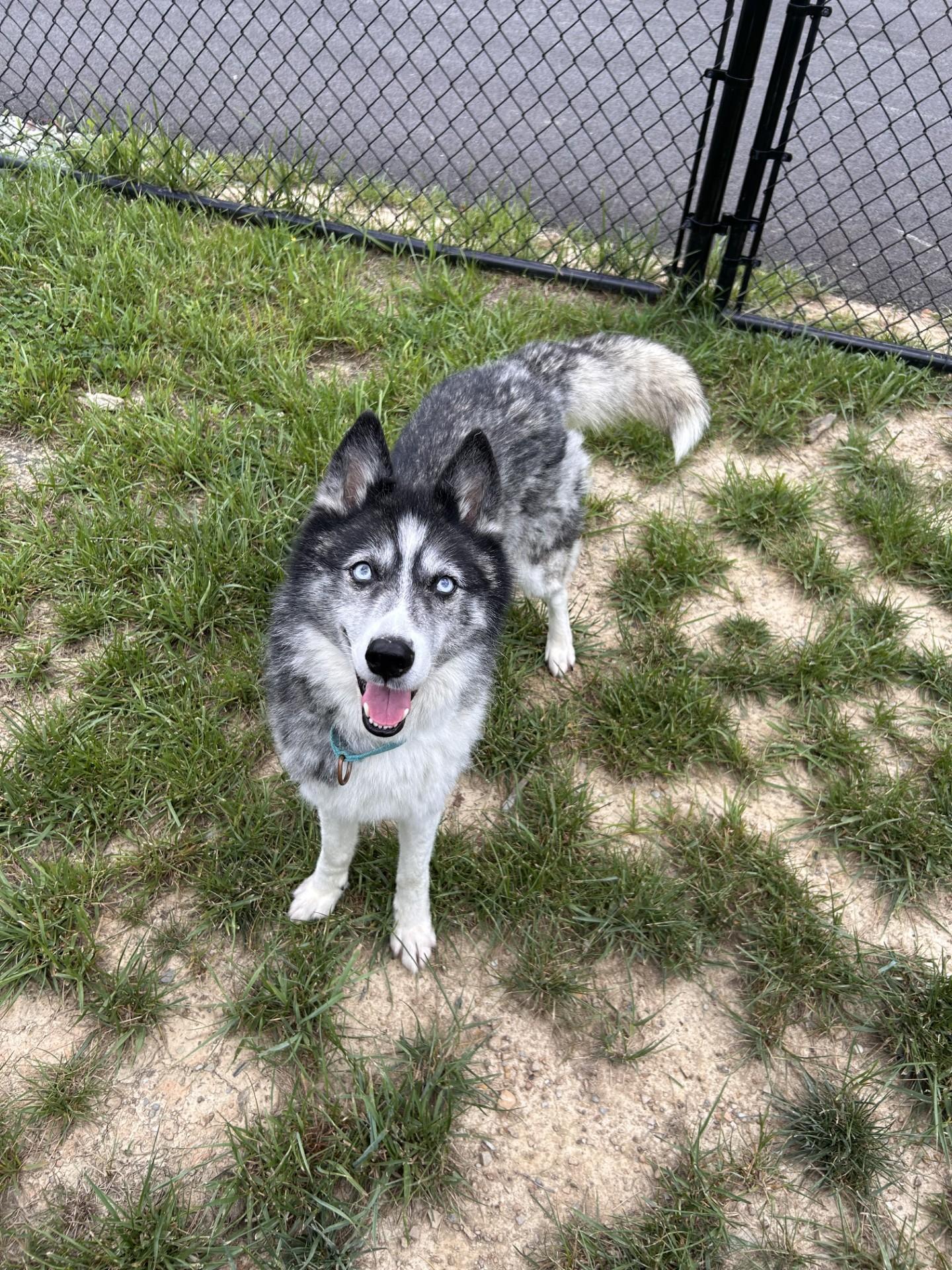 Enlarge Flower, a ADOPTABLE mixed breed in Shepherdsville, KY image 6/6