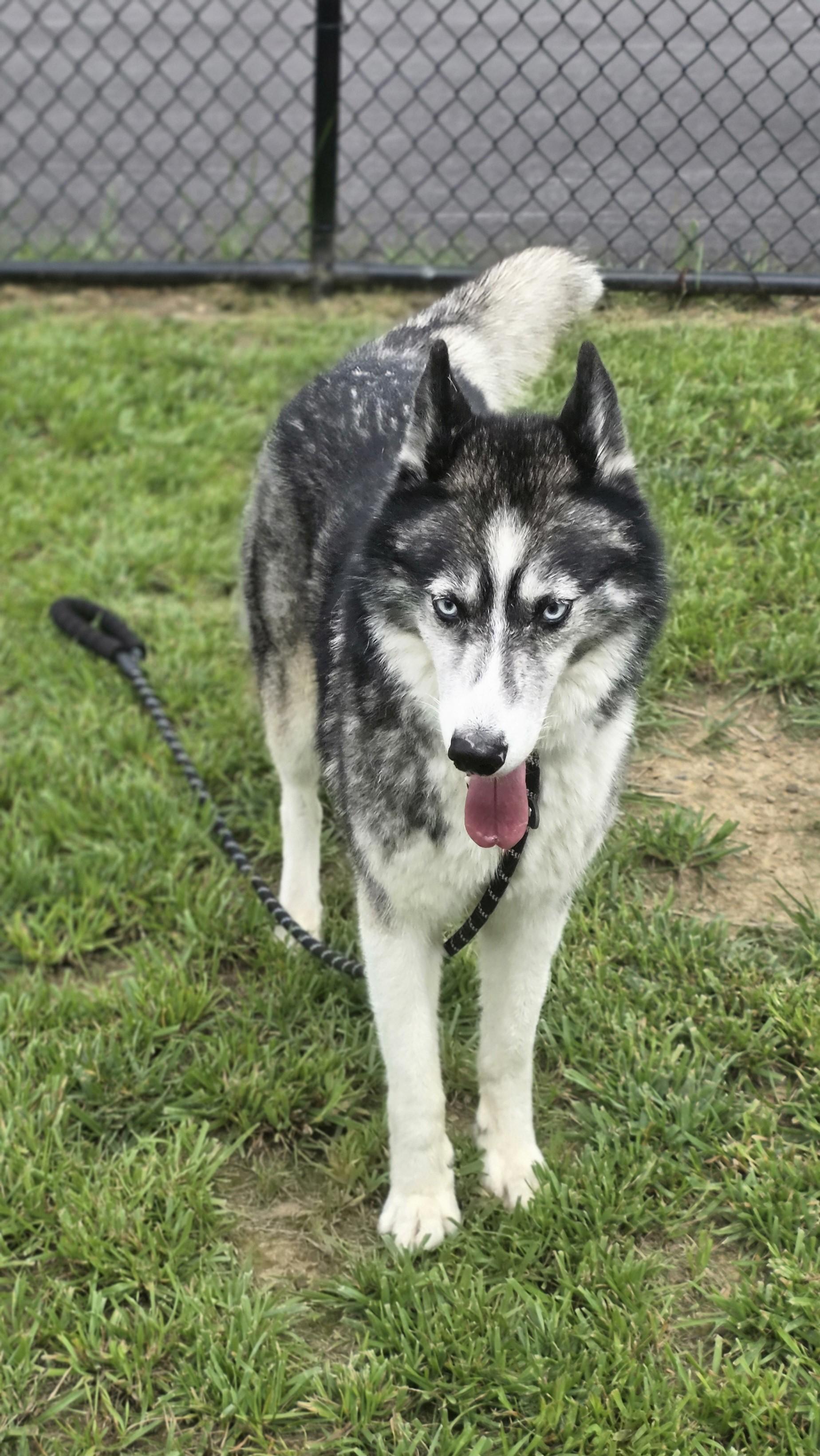 Flower, ADOPTABLE, Adult Female Husky.