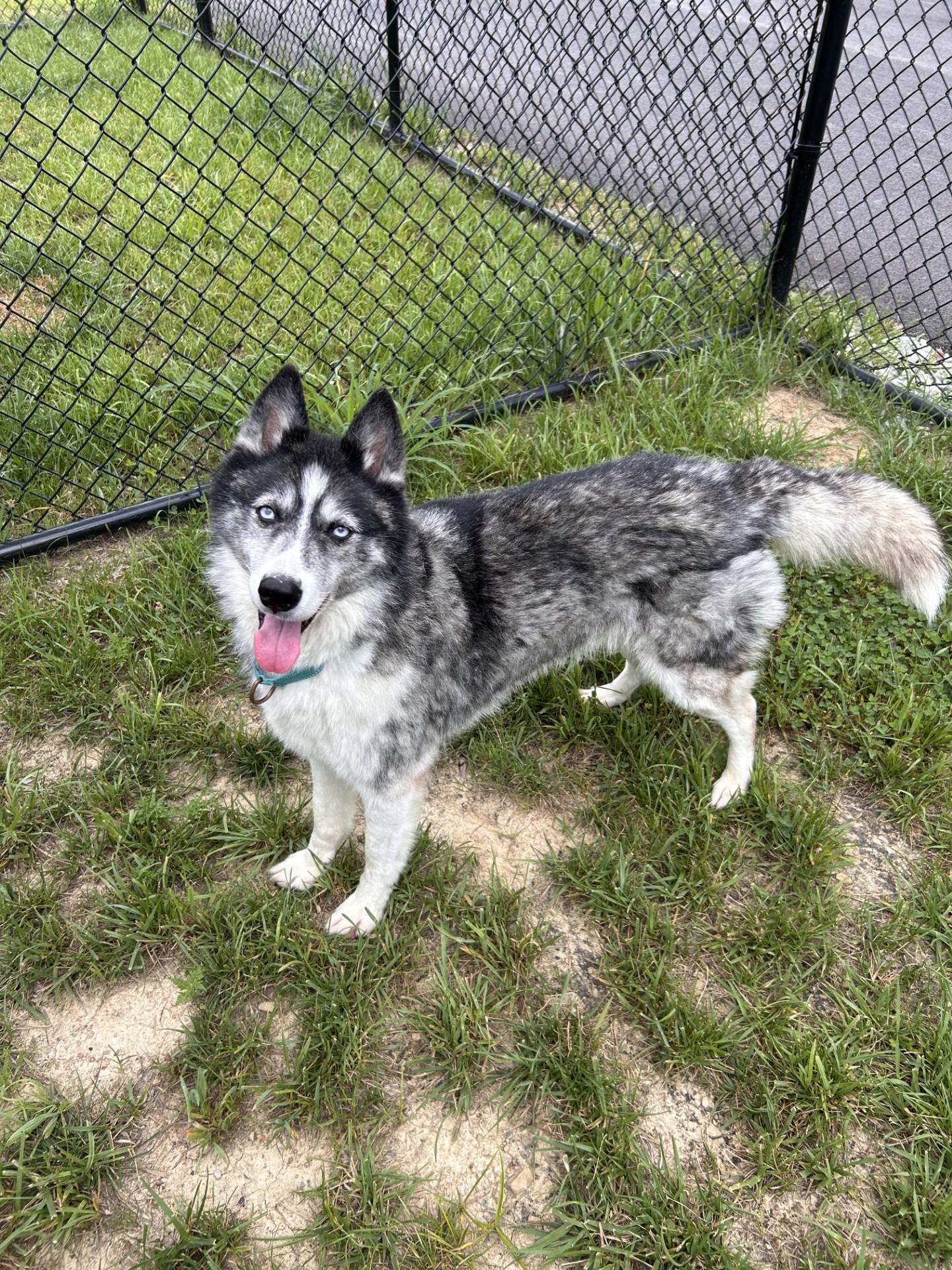Enlarge Flower, a ADOPTABLE mixed breed in Shepherdsville, KY image 5/6