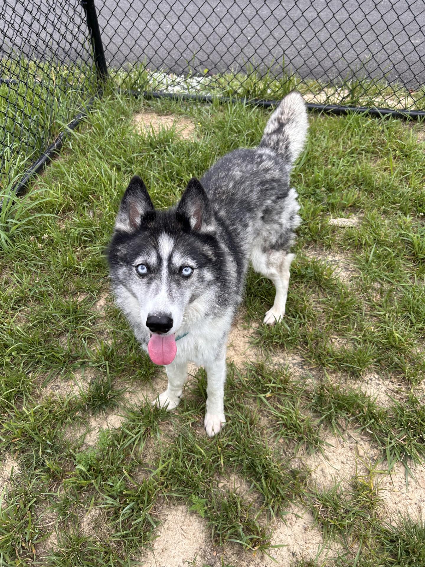 Flower, ADOPTABLE, Adult Female Husky.