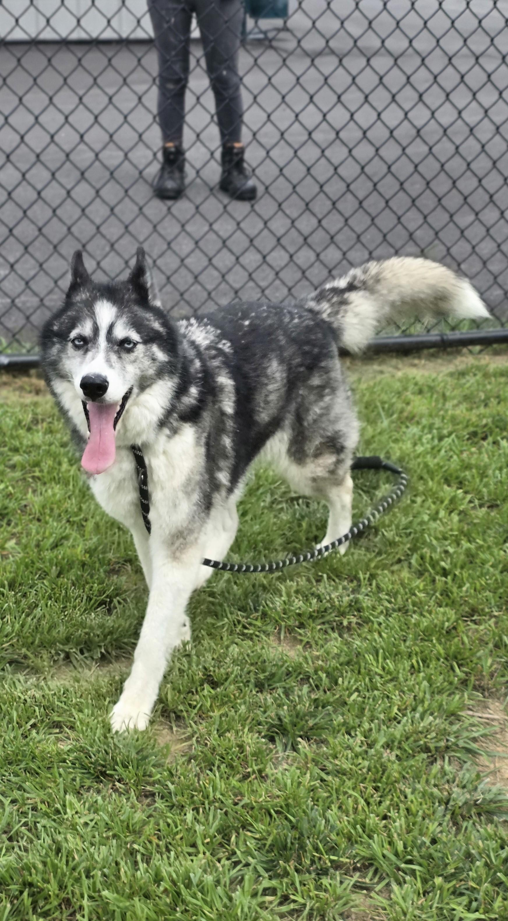 Flower, a ADOPTABLE mixed breed in Shepherdsville, KY image 4/4