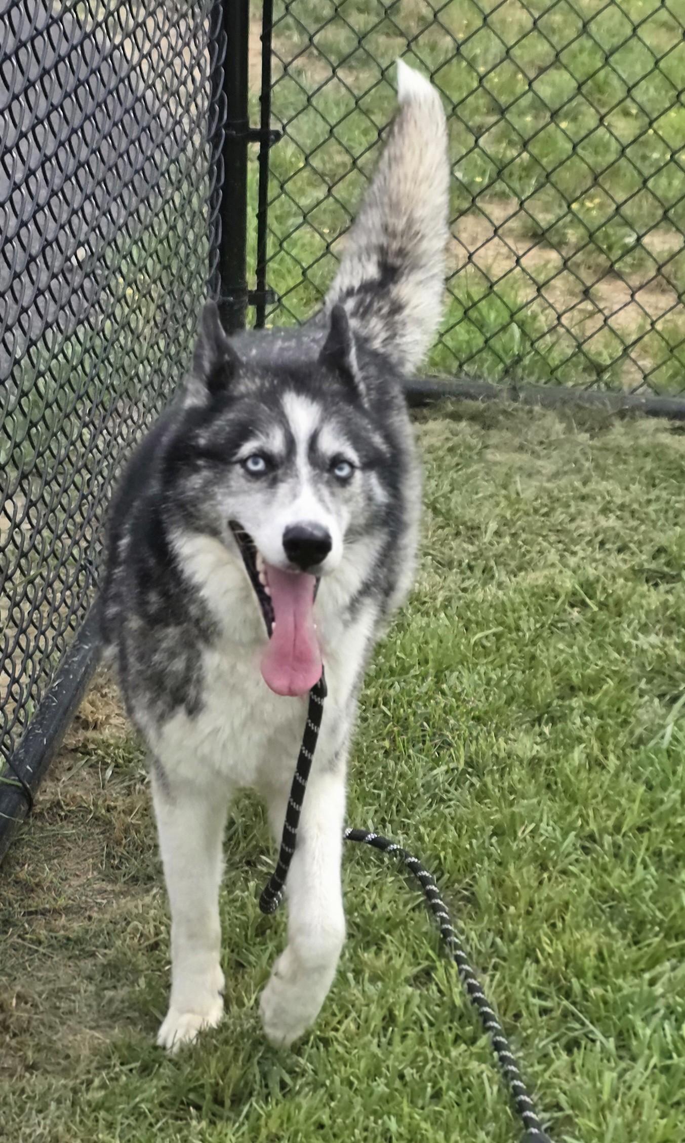 Flower, a ADOPTABLE mixed breed in Shepherdsville, KY image 2/4