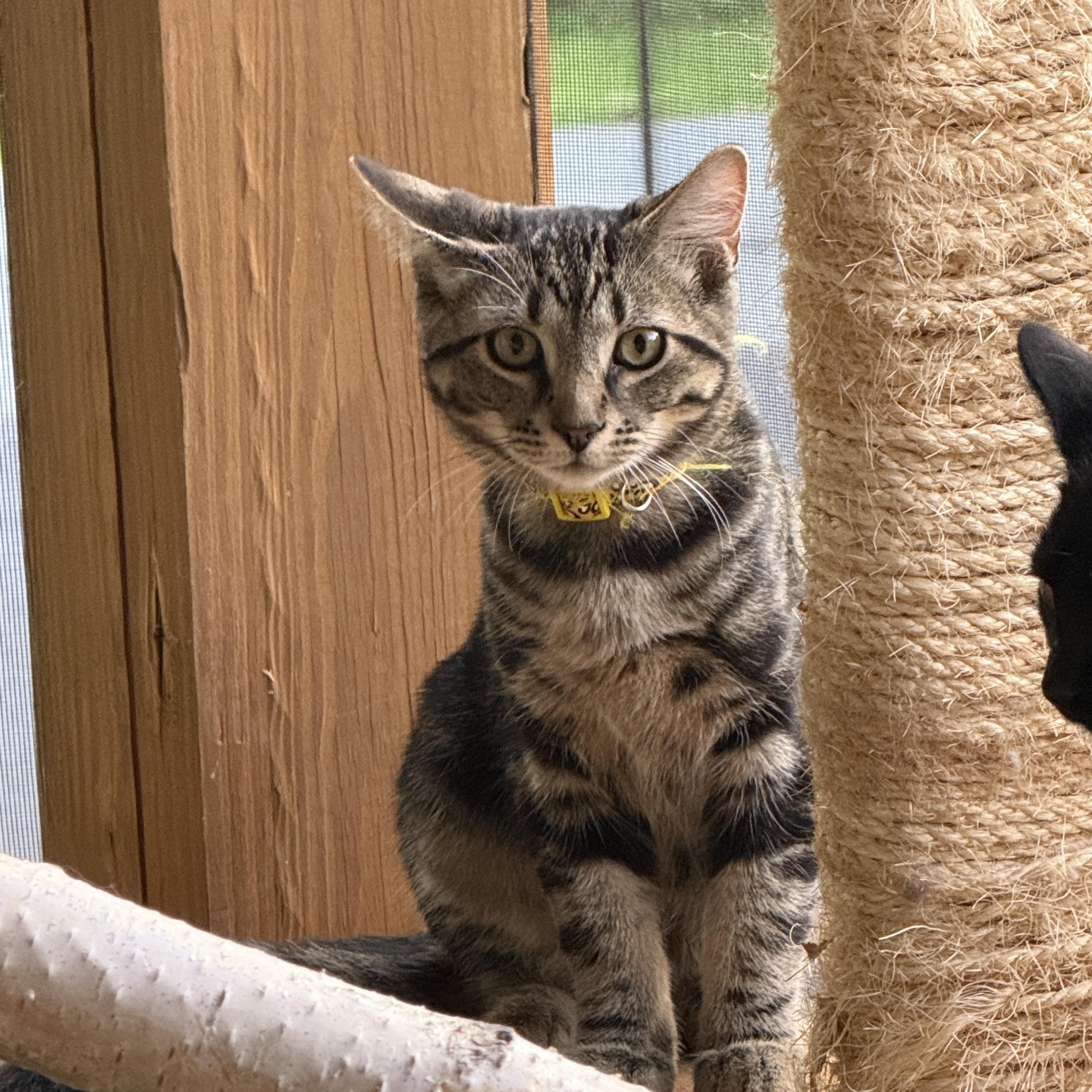 Enlarge Marcus, a Adoptable Domestic Short Hair in Schenectady, NY image 3/5