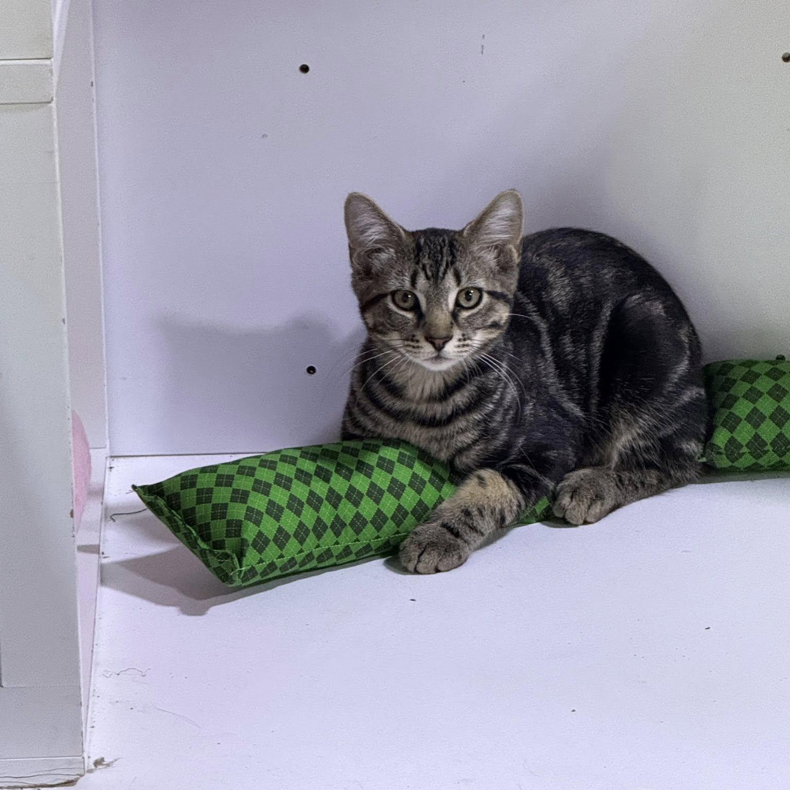 Enlarge Marcus, a Adoptable Domestic Short Hair in Schenectady, NY image 4/5