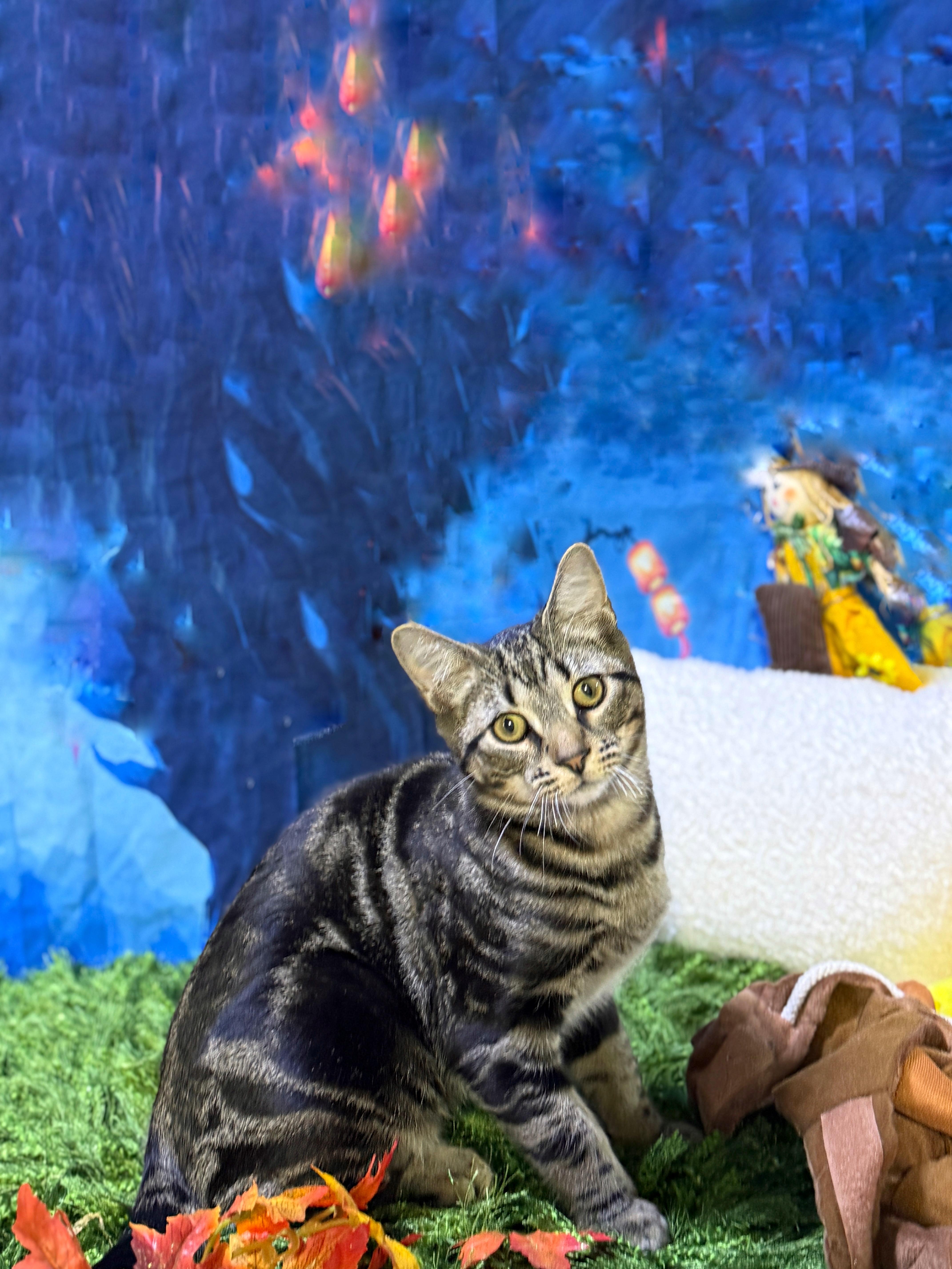 Enlarge Marcus, a Adoptable Domestic Short Hair in Schenectady, NY image 1/5