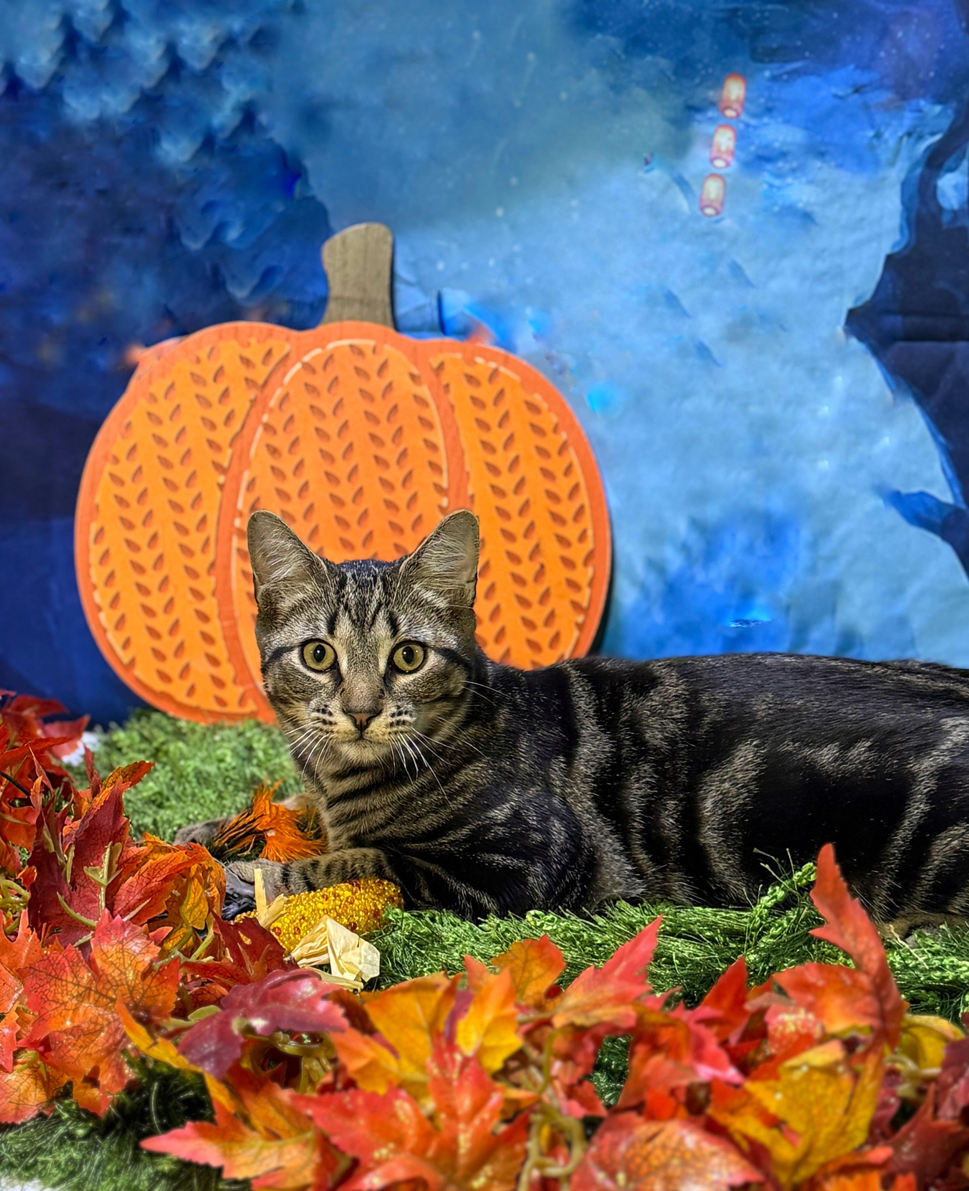 Enlarge Marcus, a Adoptable Domestic Short Hair in Schenectady, NY image 2/5