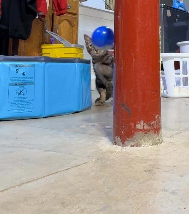 Enlarge Marcus, a Adoptable Domestic Short Hair in Schenectady, NY video 5/5