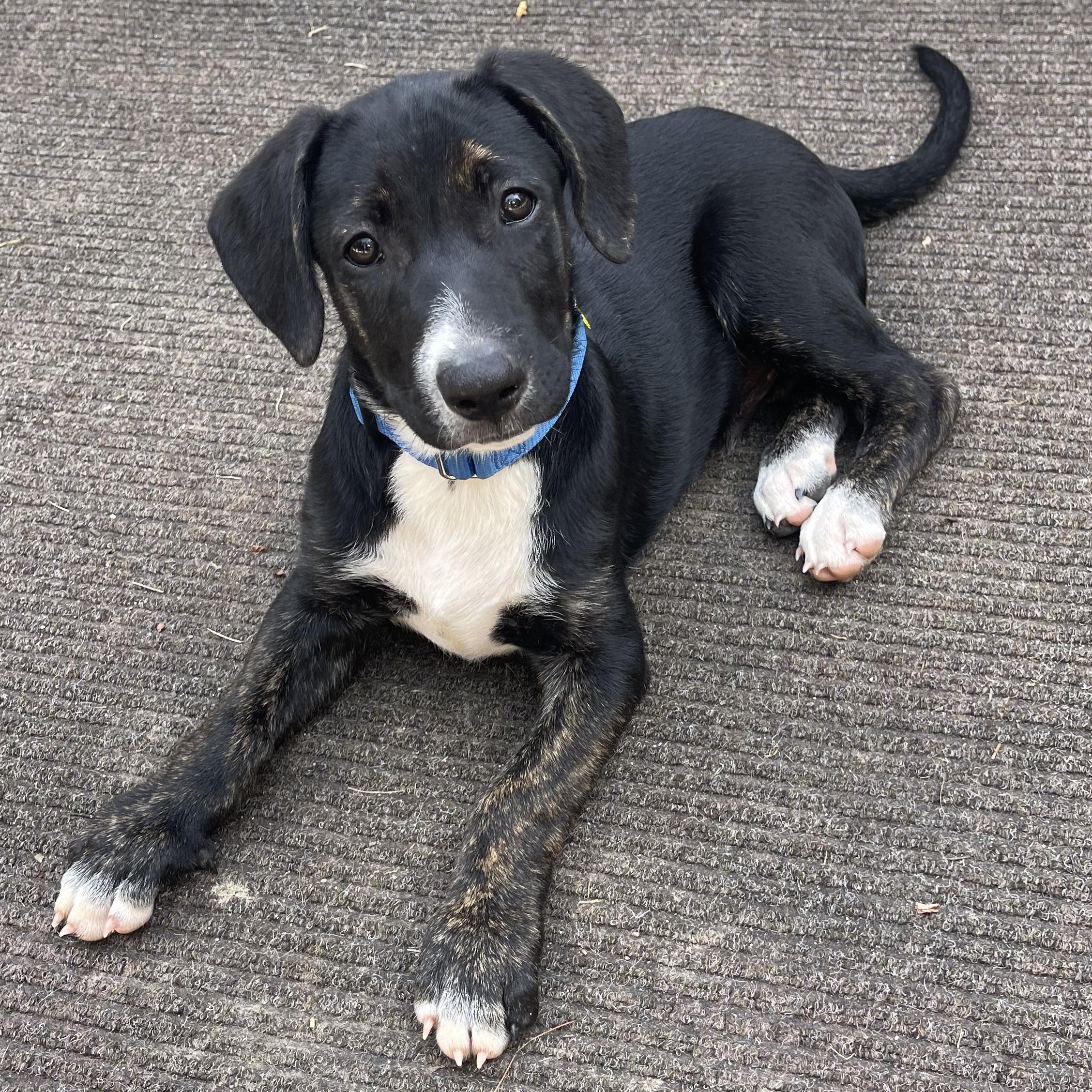Zuko, a Adoptable mixed breed in Albany, NY image 1/5