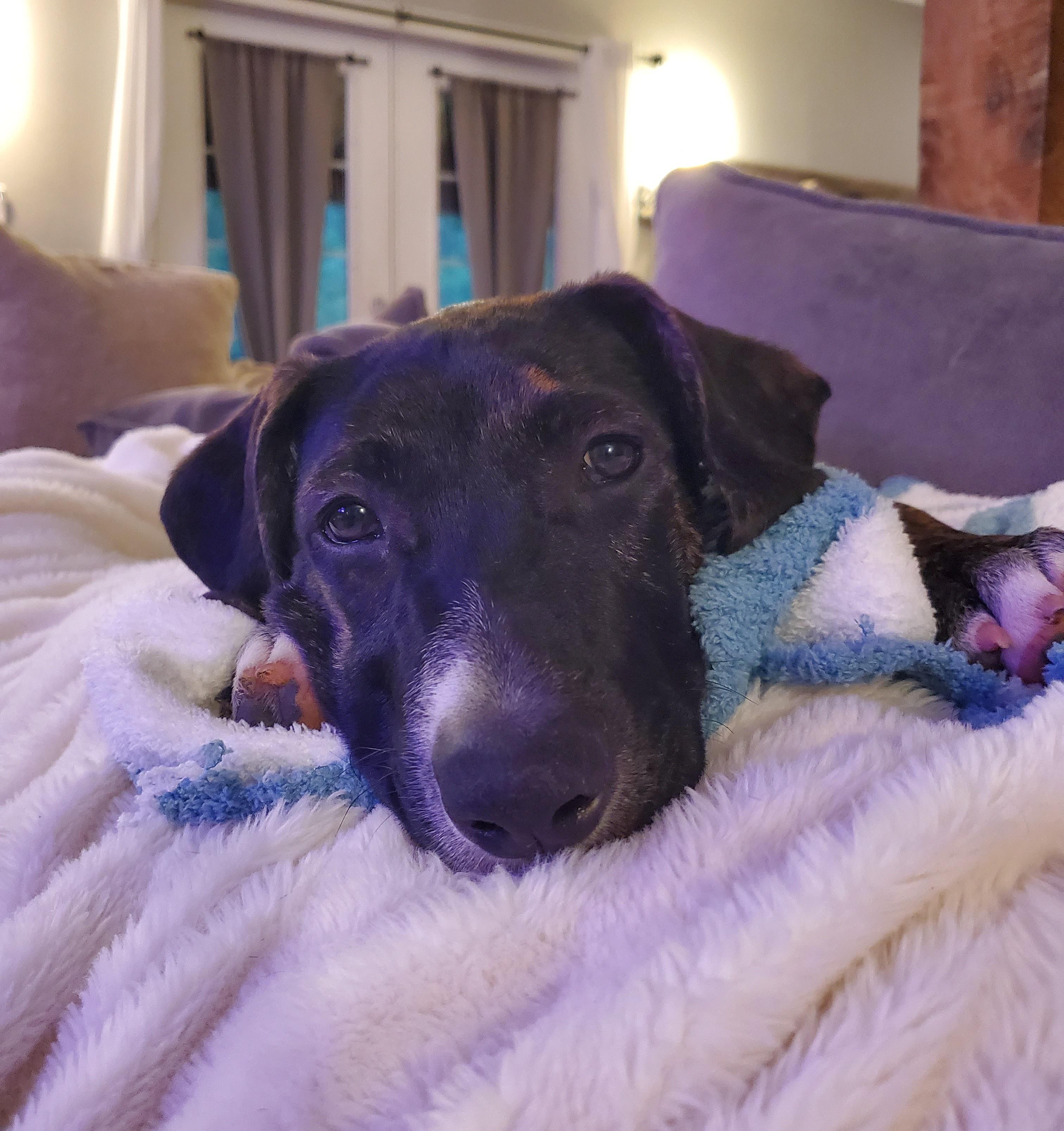 Enlarge Zuko, a Adoptable mixed breed in Albany, NY image 4/6