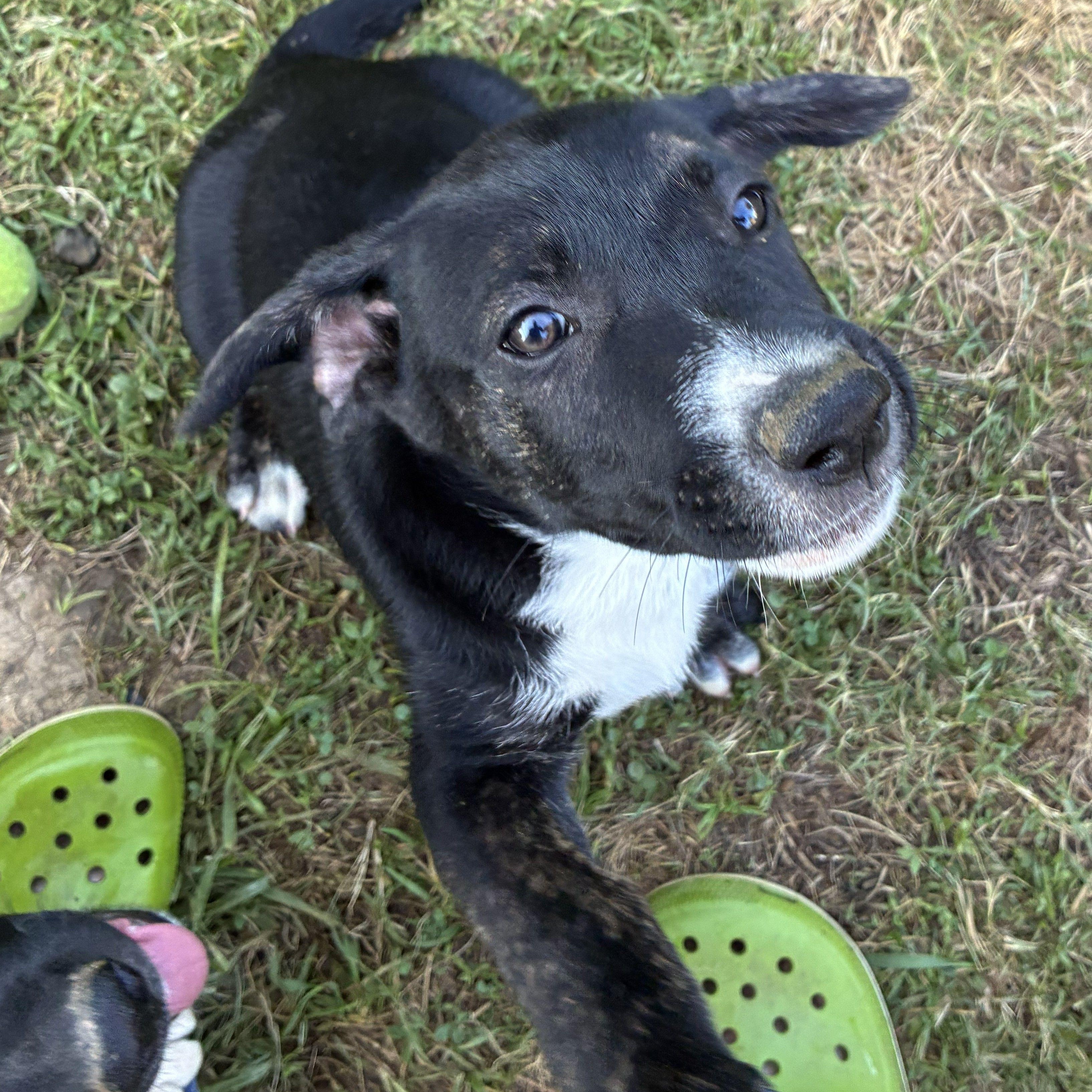 Zuko, a Adoptable mixed breed in Albany, NY image 5/5
