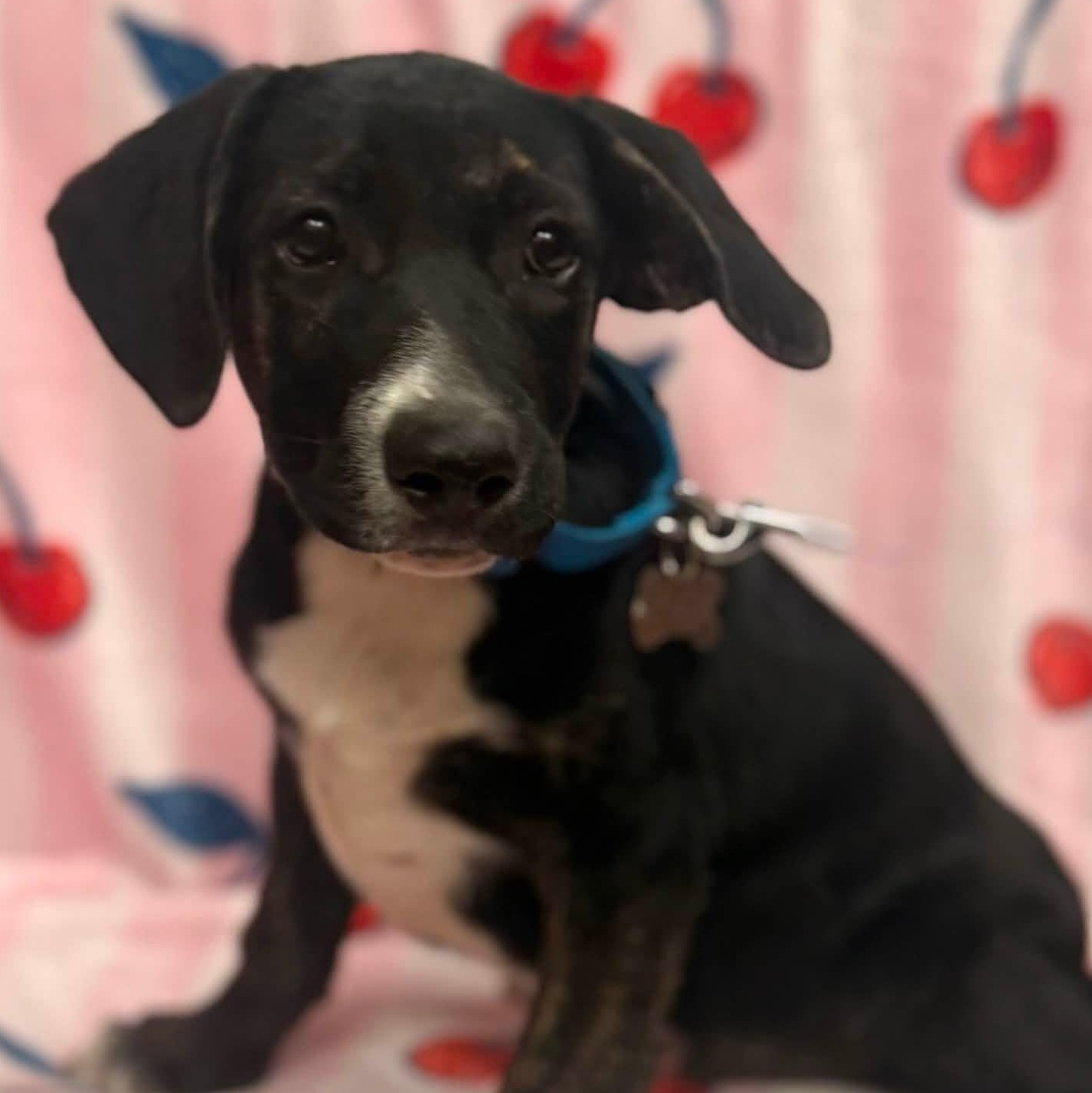 Zuko, a Adoptable mixed breed in Albany, NY image 4/5
