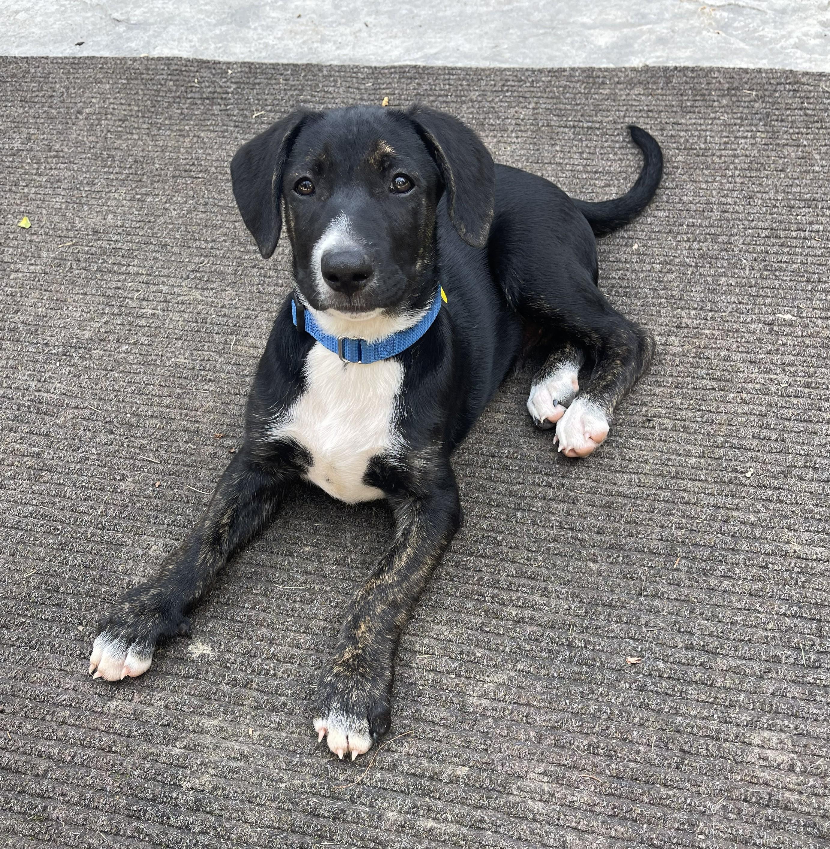 Zuko, a Adoptable mixed breed in Albany, NY image 2/5
