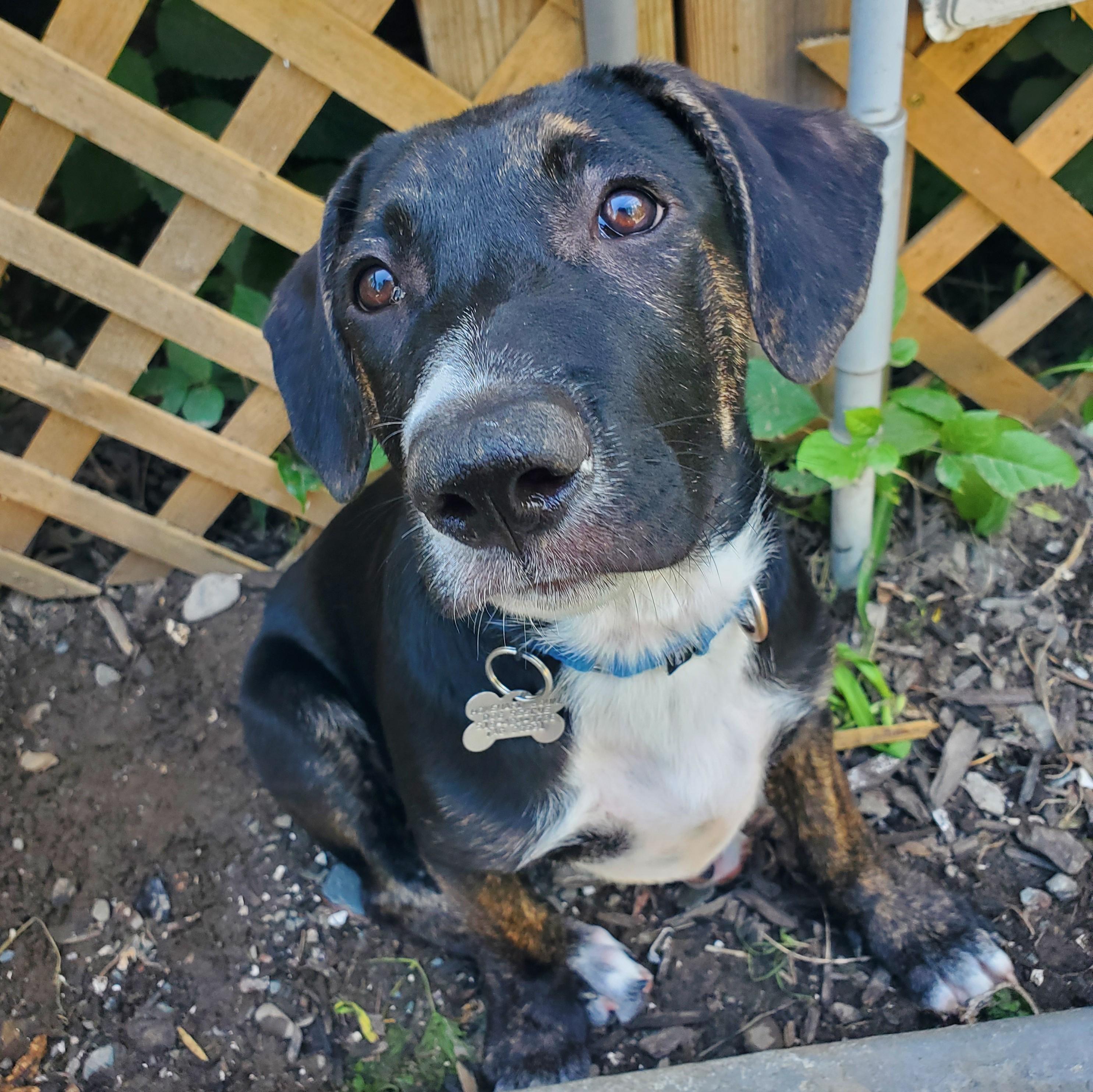 Zuko, Adoptable, Puppy Male Labrador Retriever.