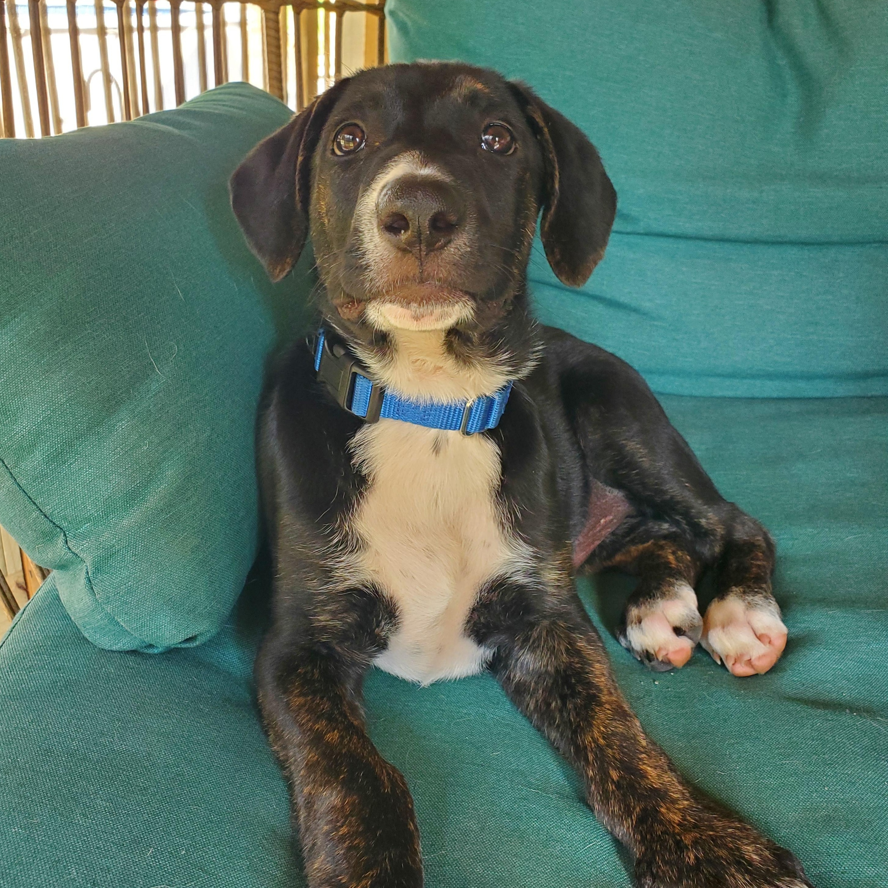 Zuko, a Adoptable mixed breed in Albany, NY image 3/5