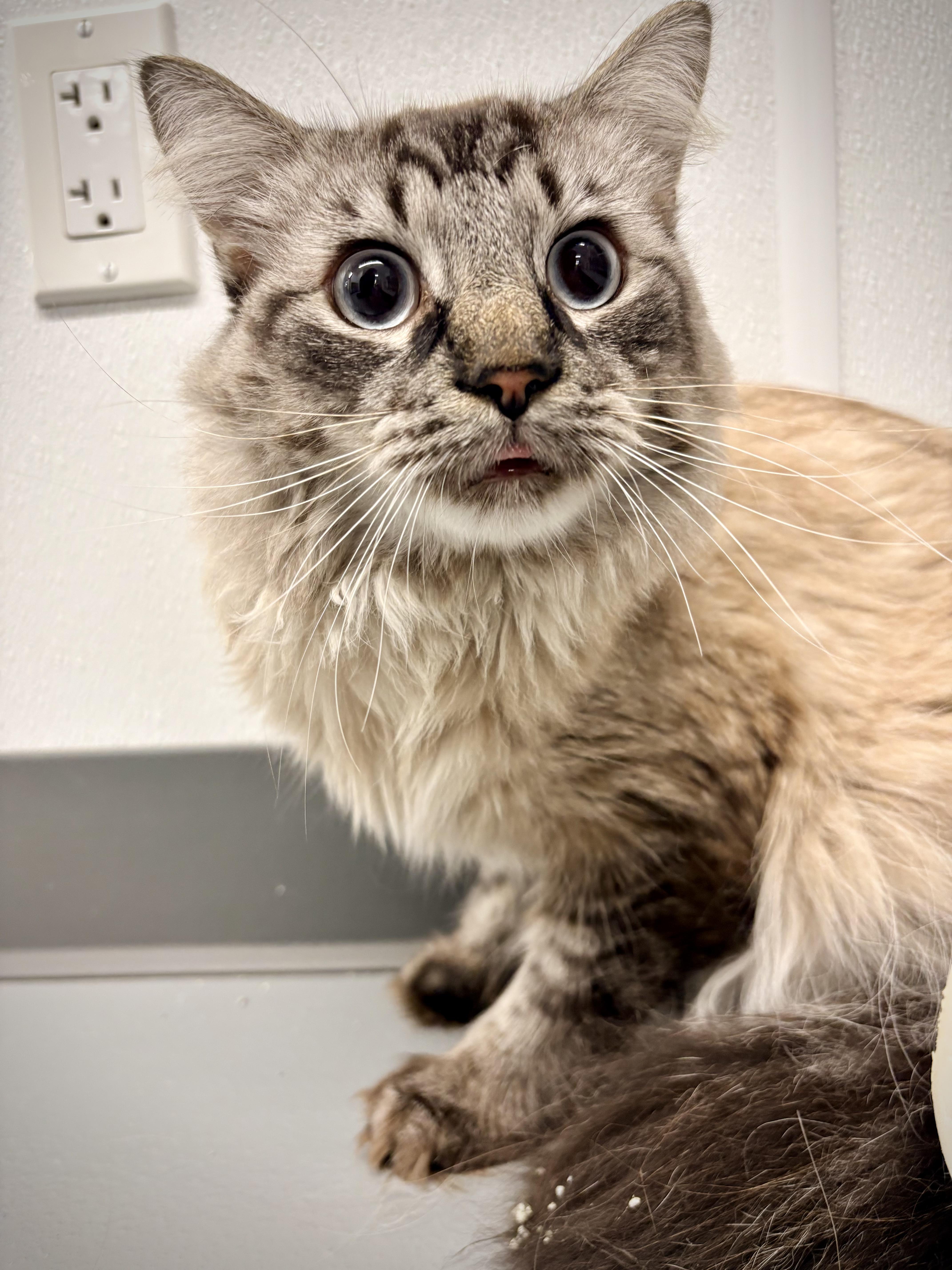 Otis, Adopted, Young Male Siamese.