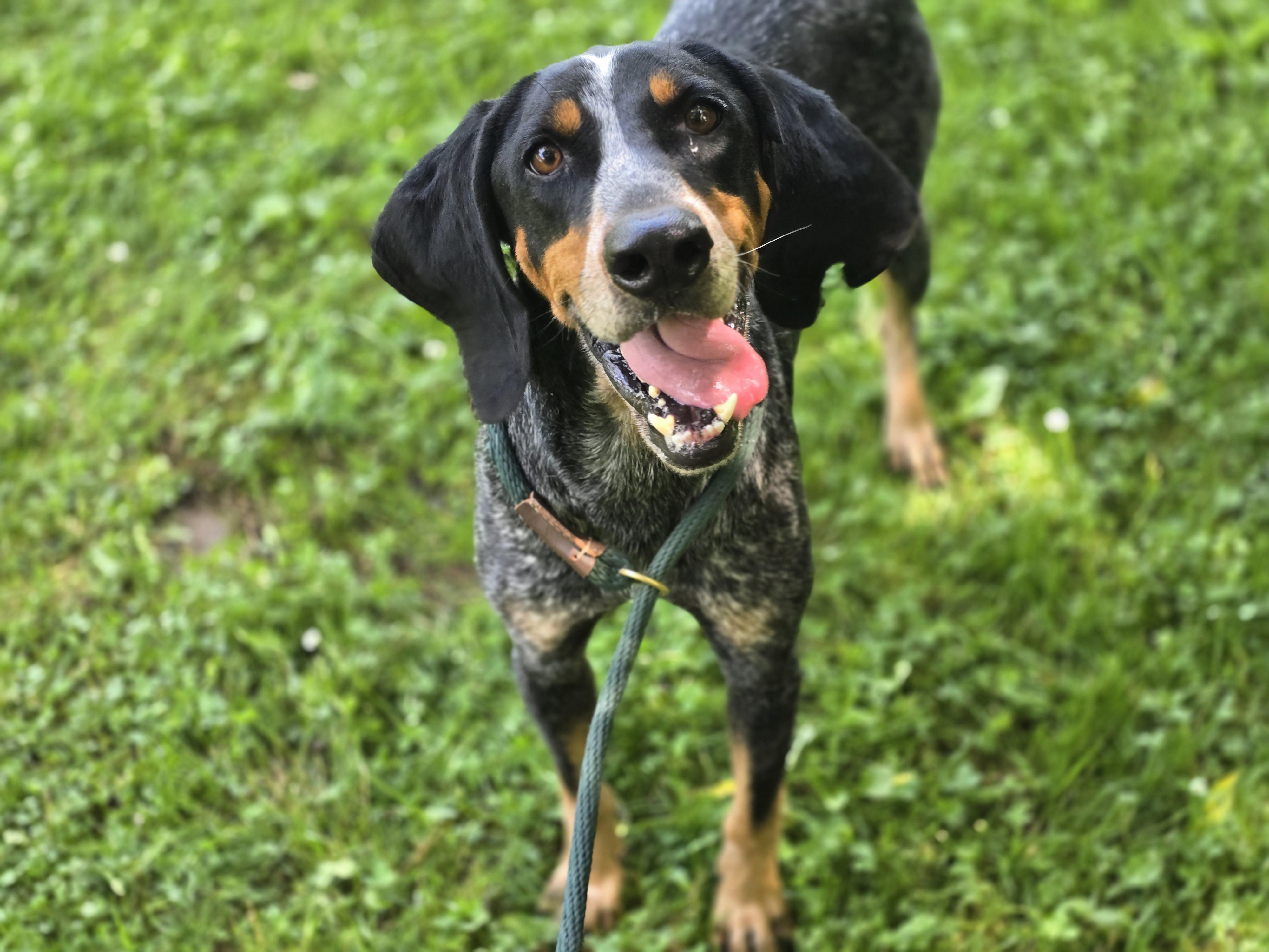 Bluetick Coonhounds for Adoption in Mooresburg, Tennessee | Petfinder