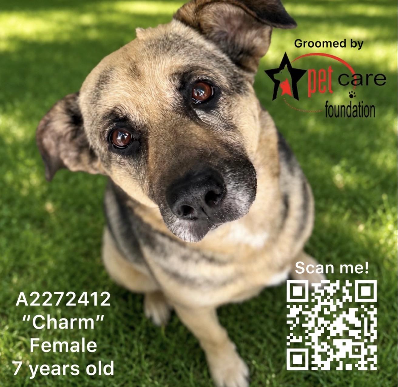 CHARM, Adoptable, Adult Female German Shepherd Dog & Mixed Breed.