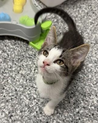 Enlarge Leroy, a Adopted Domestic Short Hair in Bryan, OH image 1/1