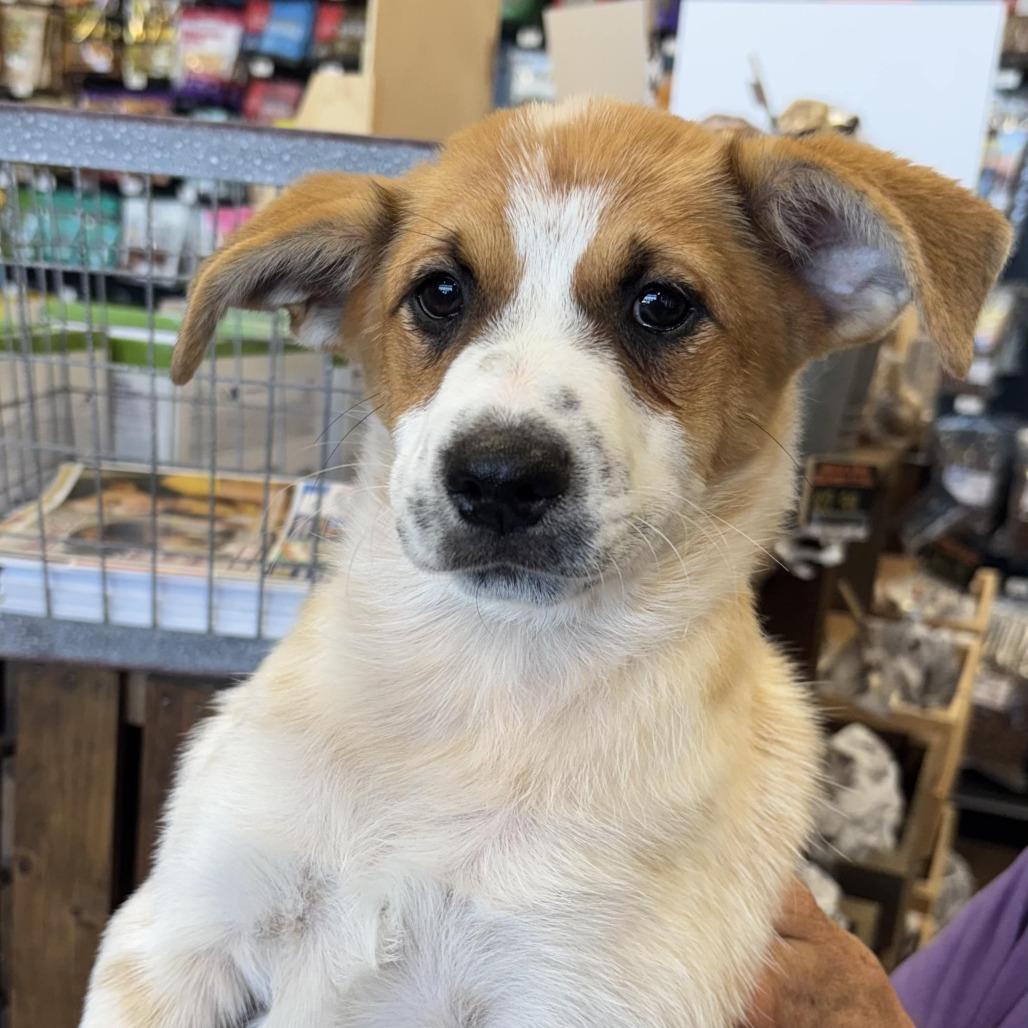 Enlarge Paris, a Adoptable Mixed Breed in Dallas, TX image 1/2