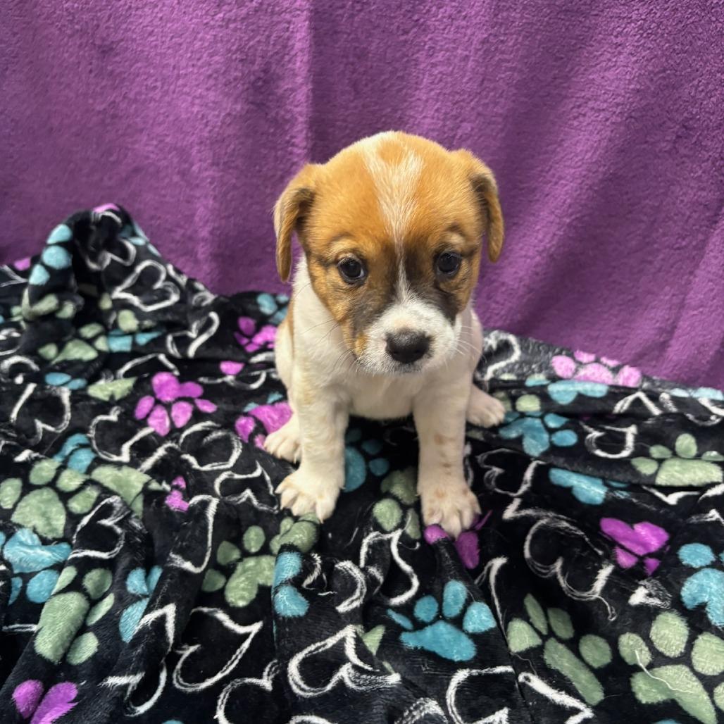 Enlarge Paris, a Adoptable Mixed Breed in Dallas, TX image 2/2