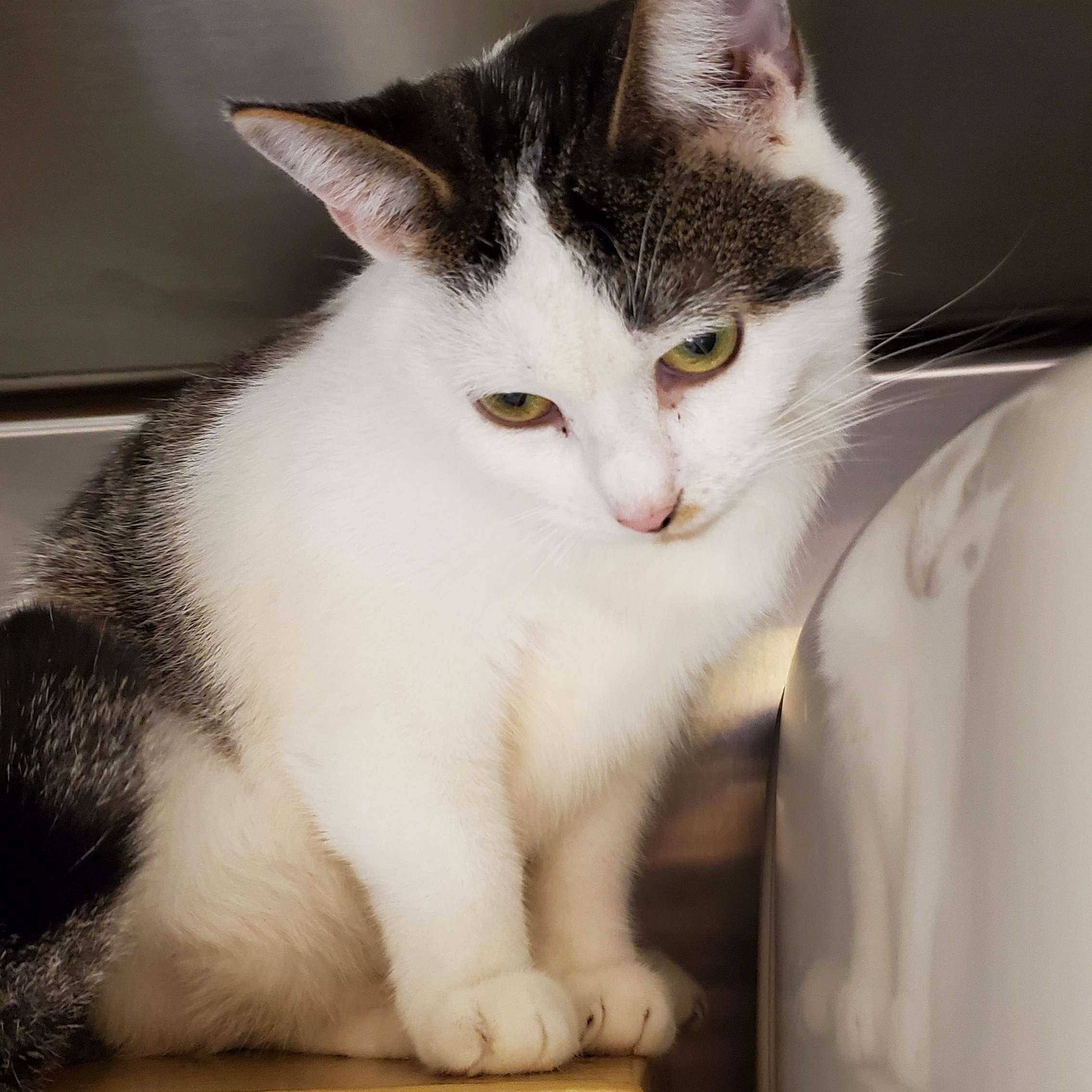 Enlarge Ellie May, a Adoptable Tabby in Muncie, IN image 2/3
