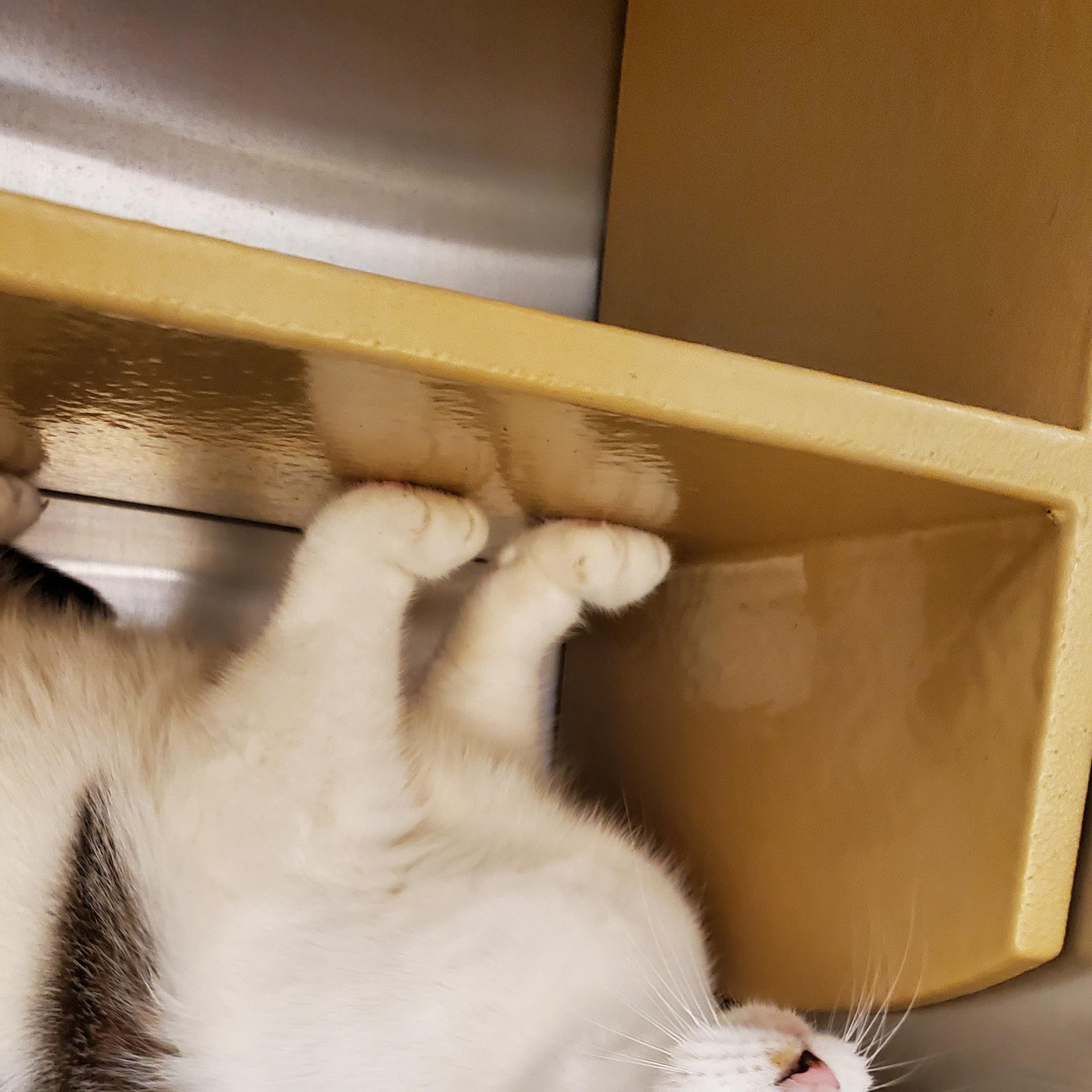 Enlarge Ellie May, a Adoptable Tabby in Muncie, IN image 3/3