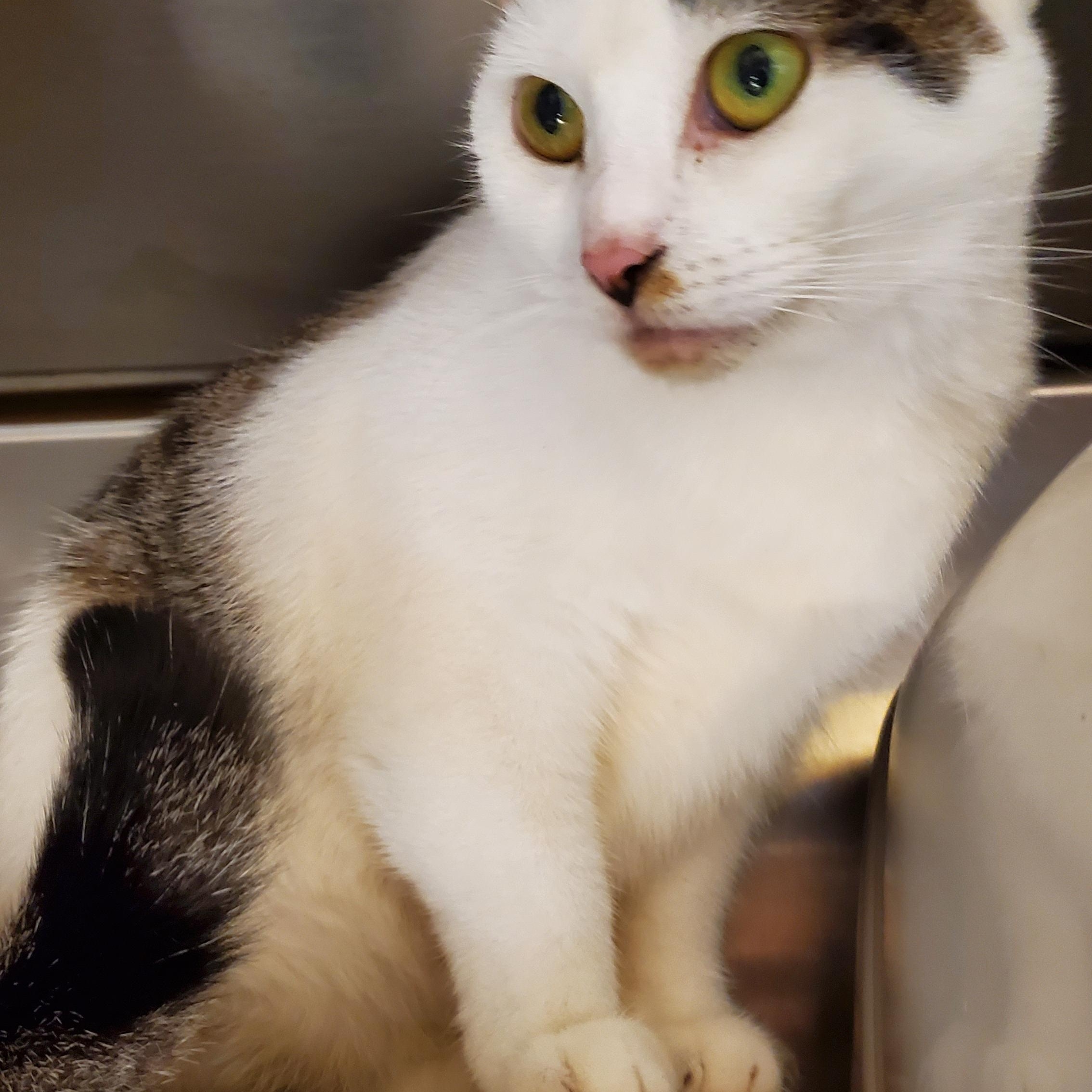 Enlarge Ellie May, a Adoptable Tabby in Muncie, IN image 1/3