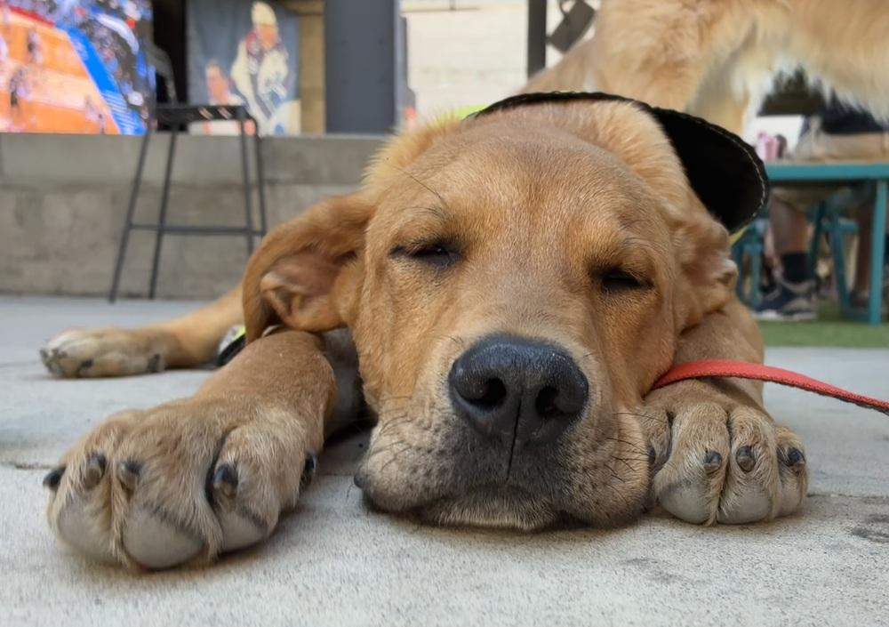Chinakhov / Dewey, Adoptable, Young Male Labrador Retriever.