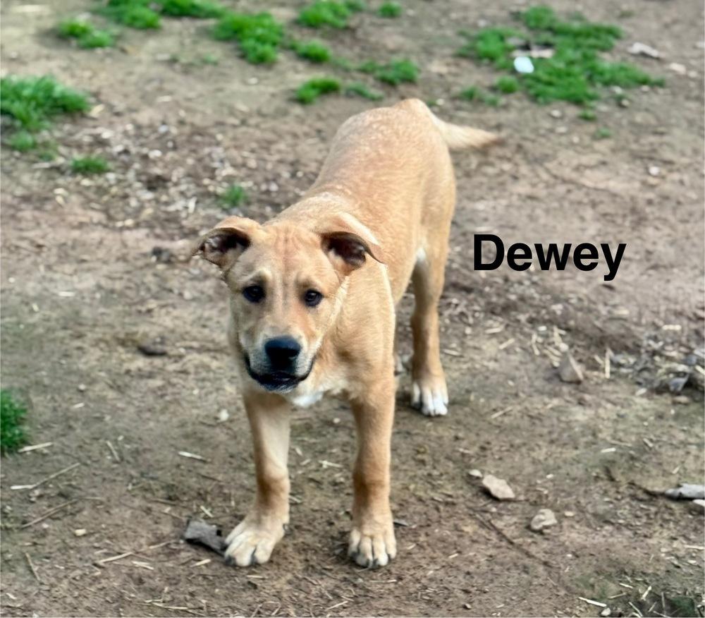 Enlarge Chinakhov / Dewey, a Adoptable mixed breed in Broomfield, CO image 2/4