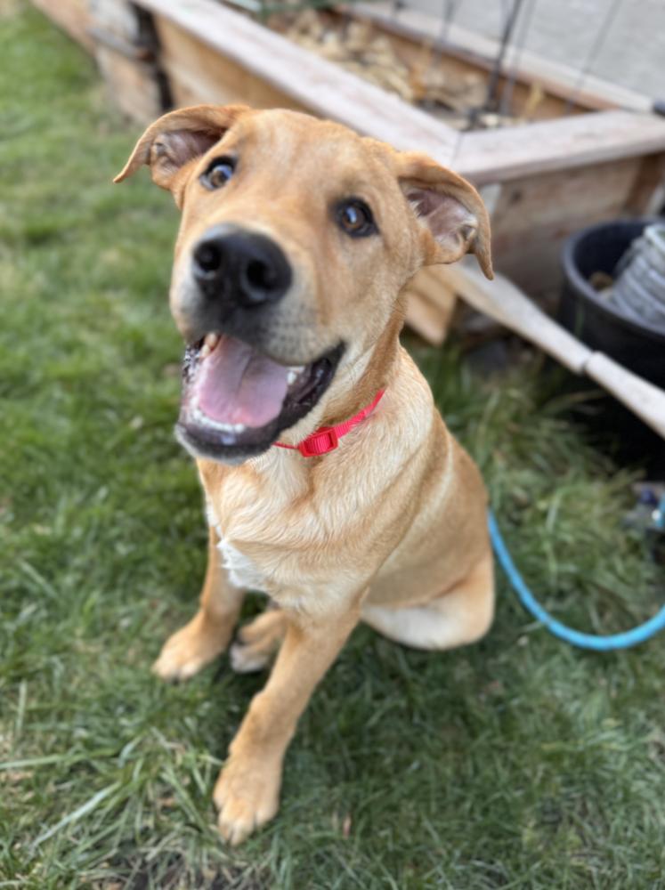 Enlarge Chinakhov / Dewey, a Adoptable mixed breed in Broomfield, CO image 4/4