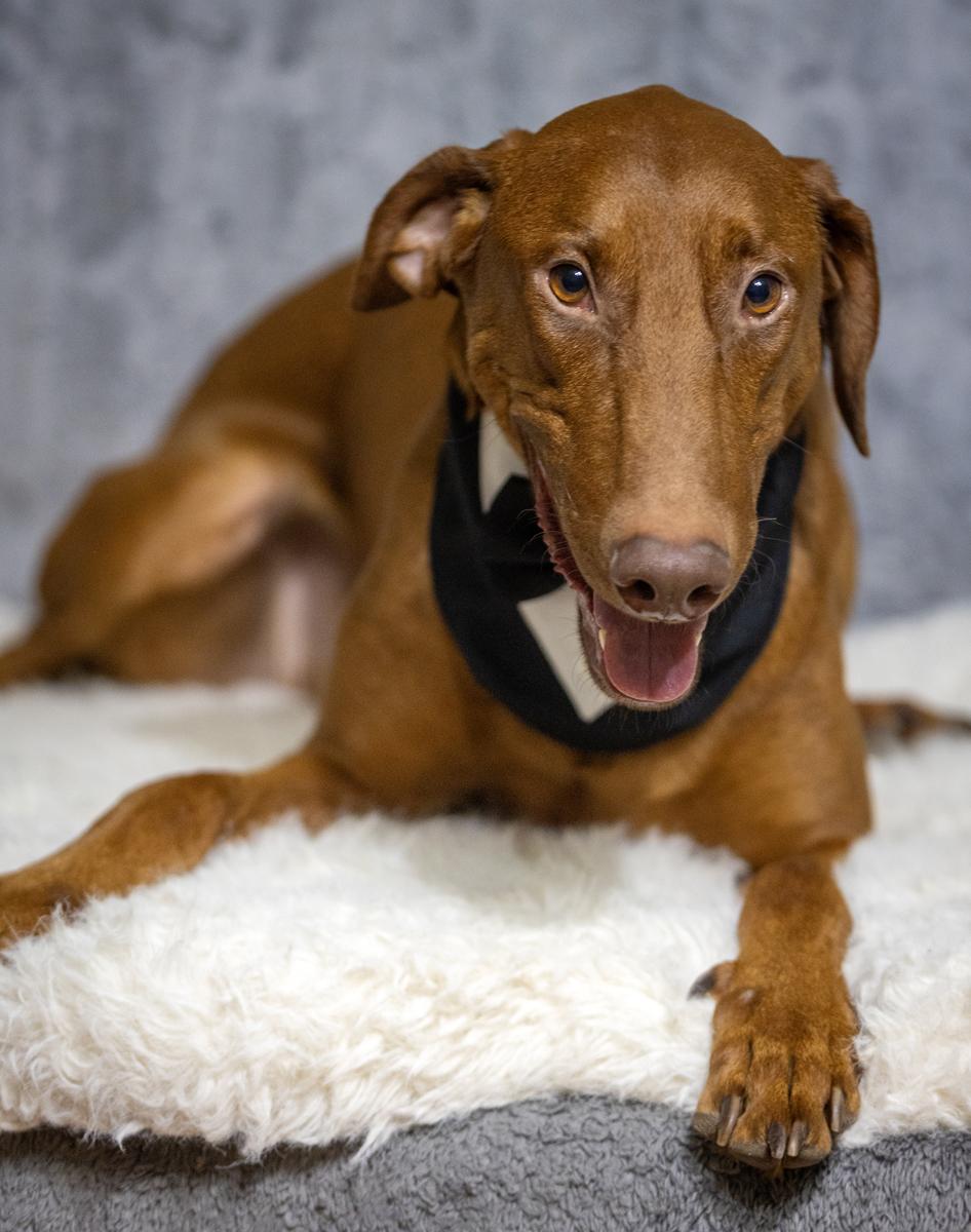 Enlarge Gentleman Donatello, an adopted mixed breed in Pearland, TX image 3/5