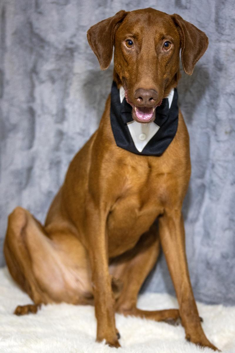 Enlarge Gentleman Donatello, an adopted mixed breed in Pearland, TX image 4/5