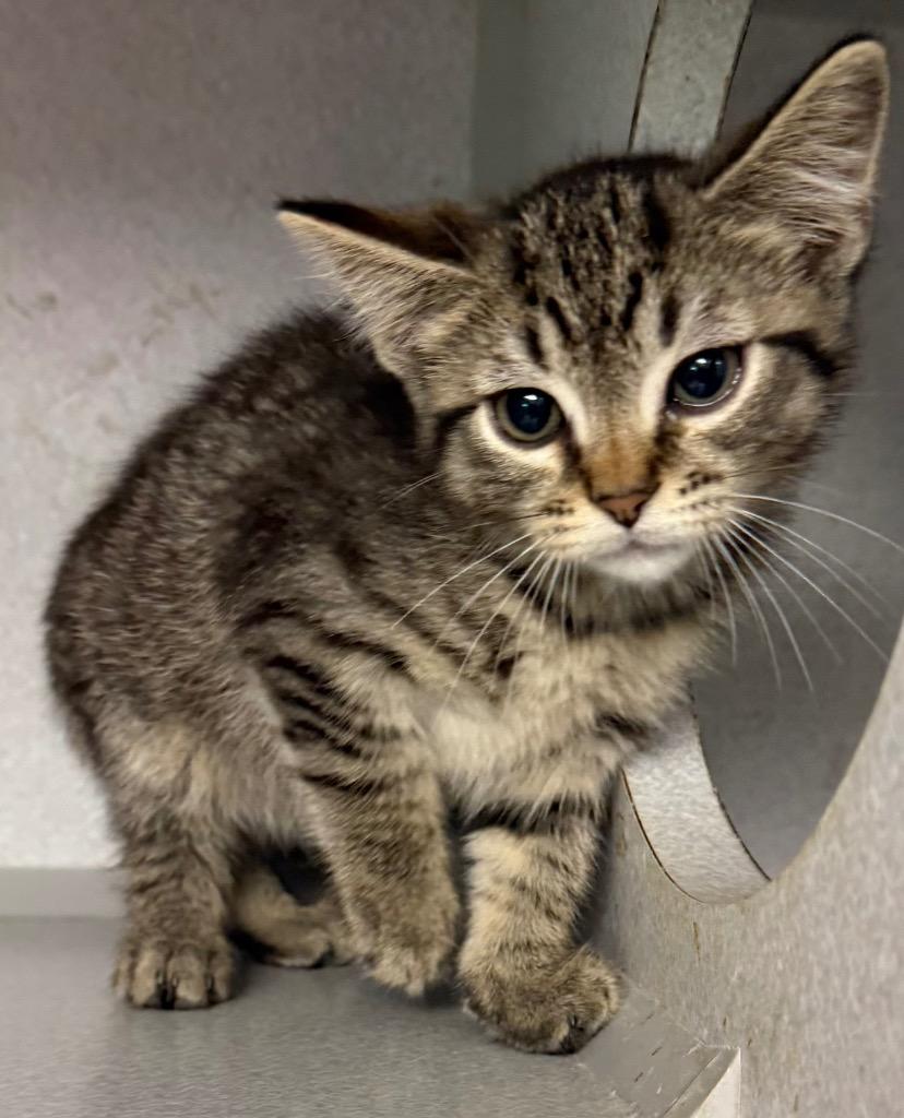 TC Tony, Adoptable, Kitten Male Domestic Short Hair.
