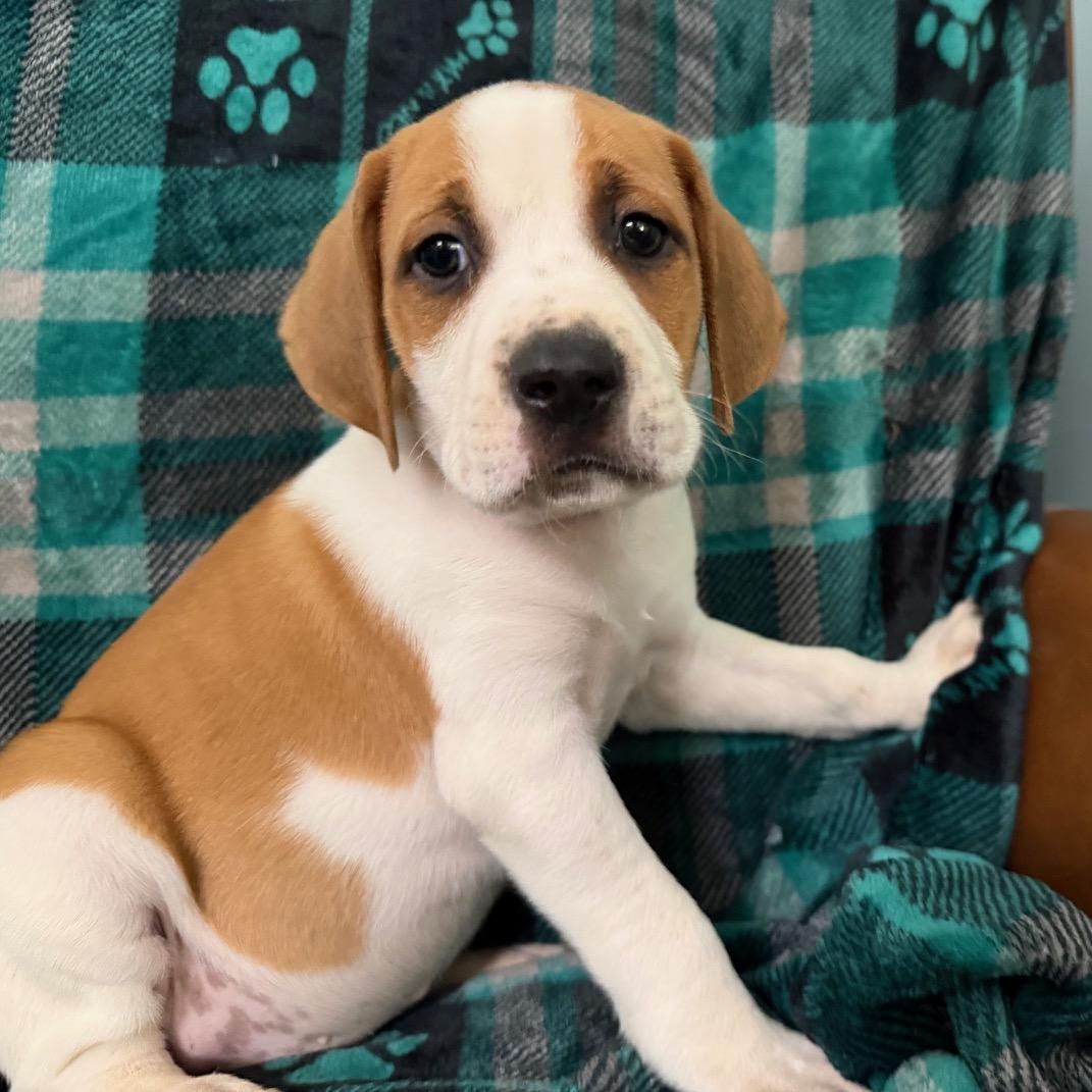Briar Racer, a Adoptable mixed breed in Woburn, MA image 1/5