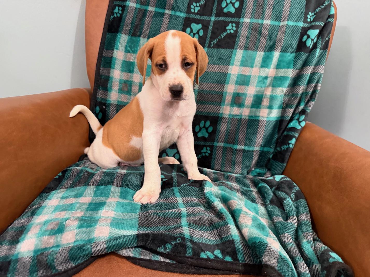 Briar Racer, a Adoptable mixed breed in Woburn, MA image 5/5