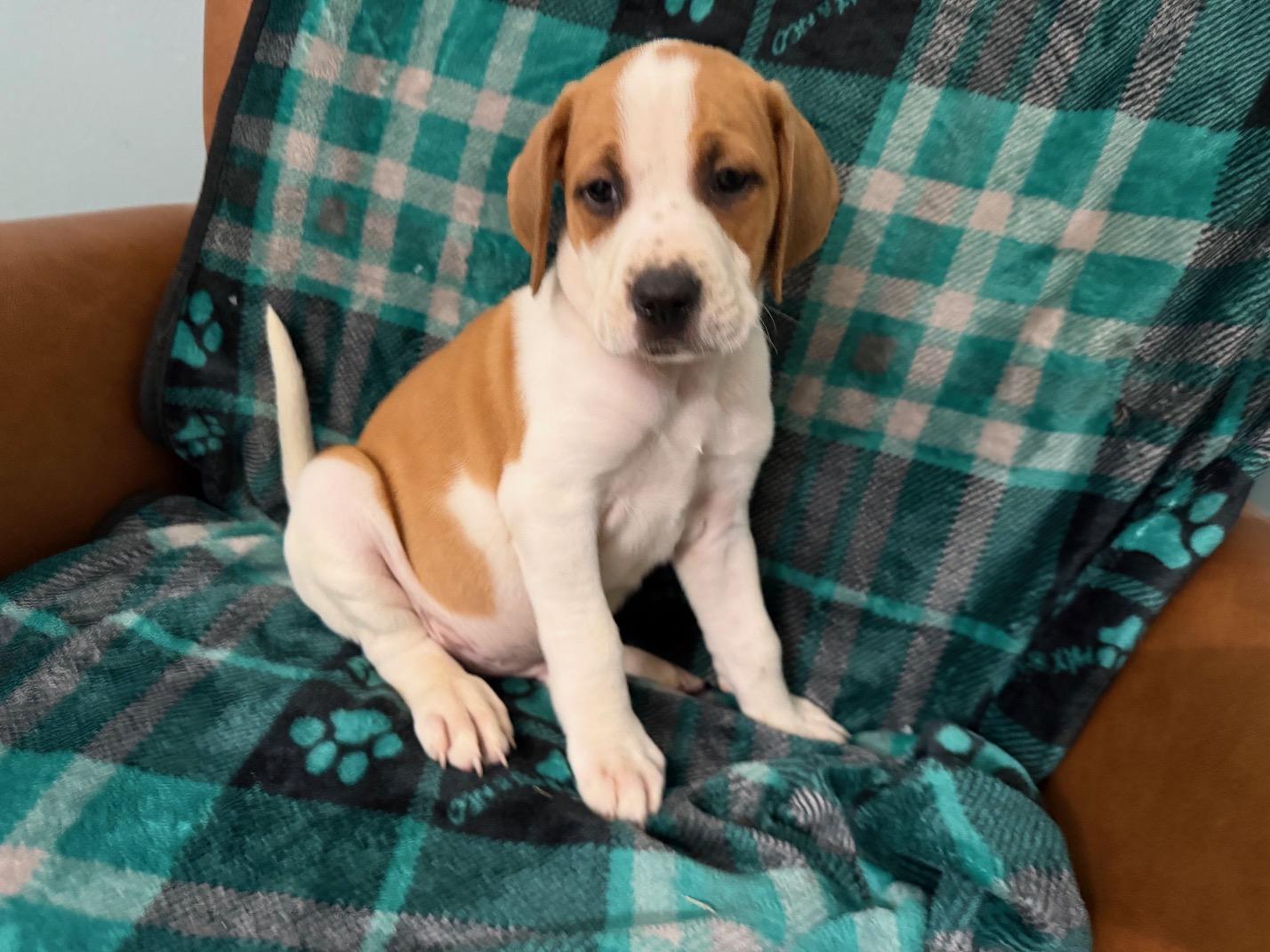 Briar Racer, a Adoptable mixed breed in Woburn, MA image 4/5