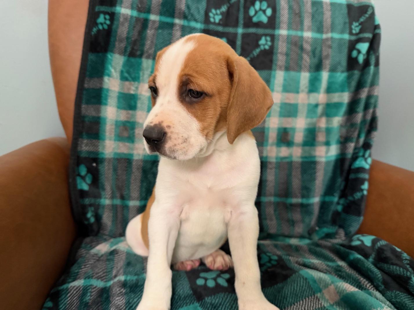 Briar Racer, a Adoptable mixed breed in Woburn, MA image 3/5