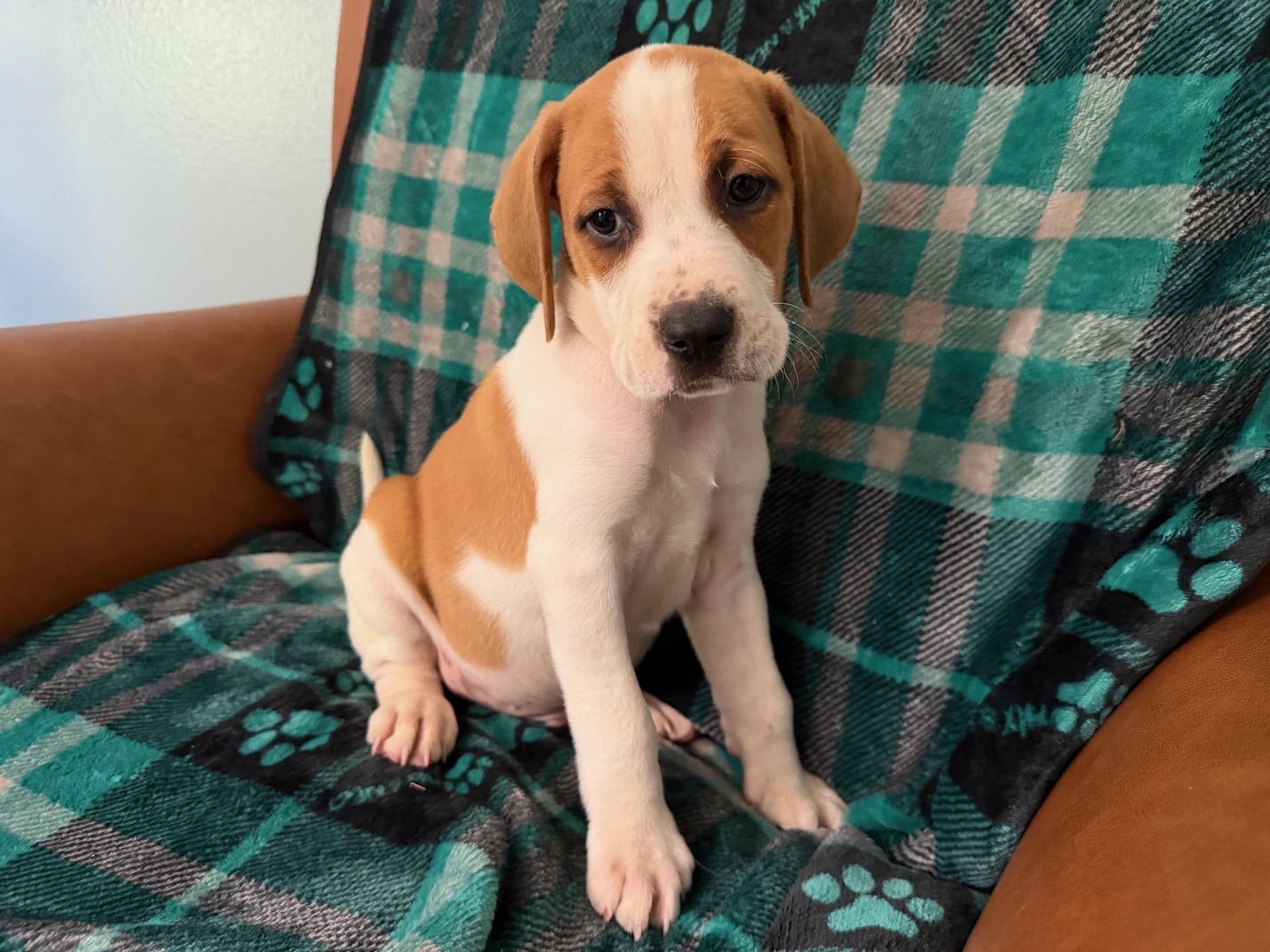 Briar Racer, a Adoptable mixed breed in Woburn, MA image 2/5