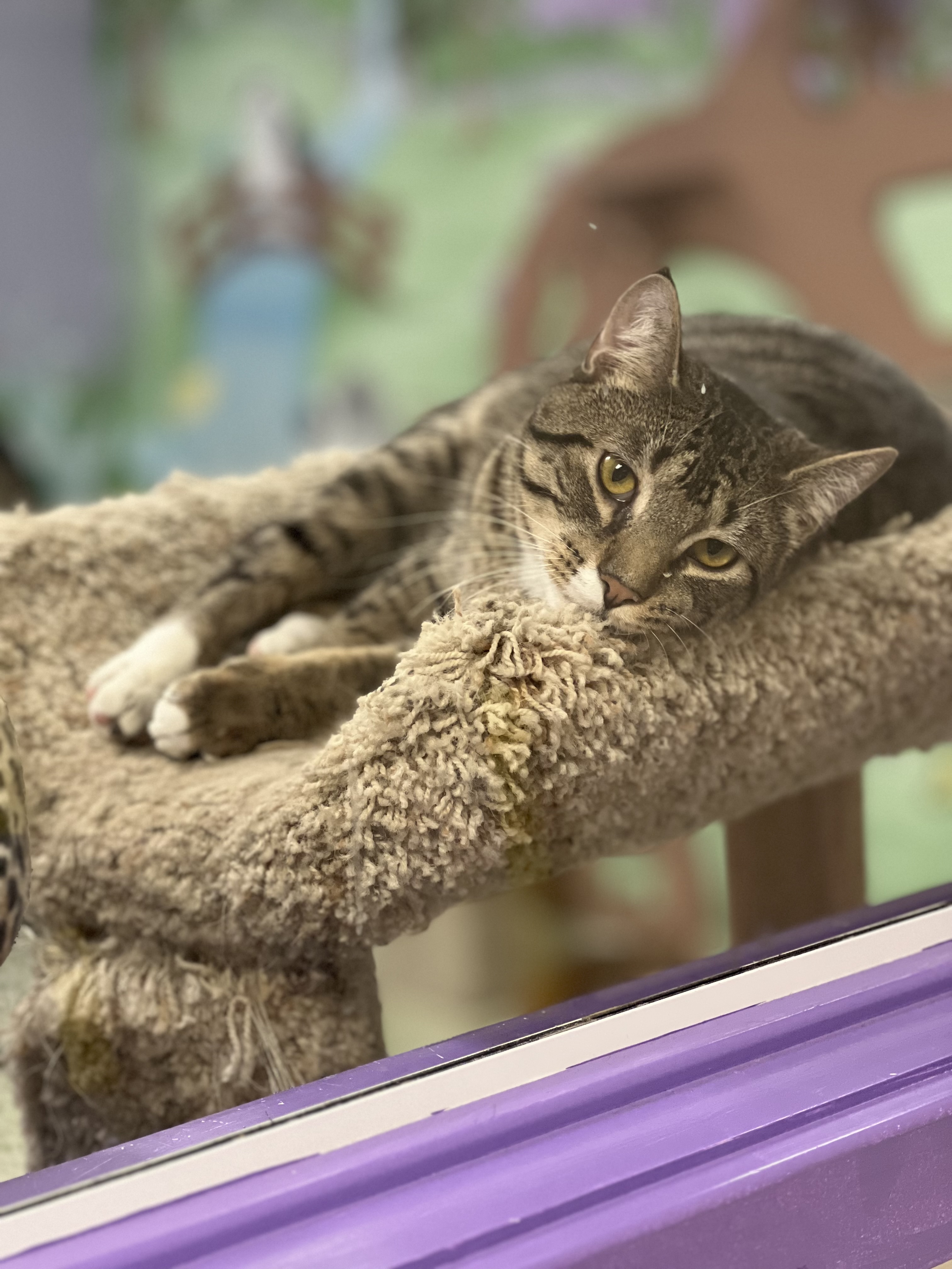 MacGuff, a Adoptable Domestic Short Hair in Richboro, PA image 1/6