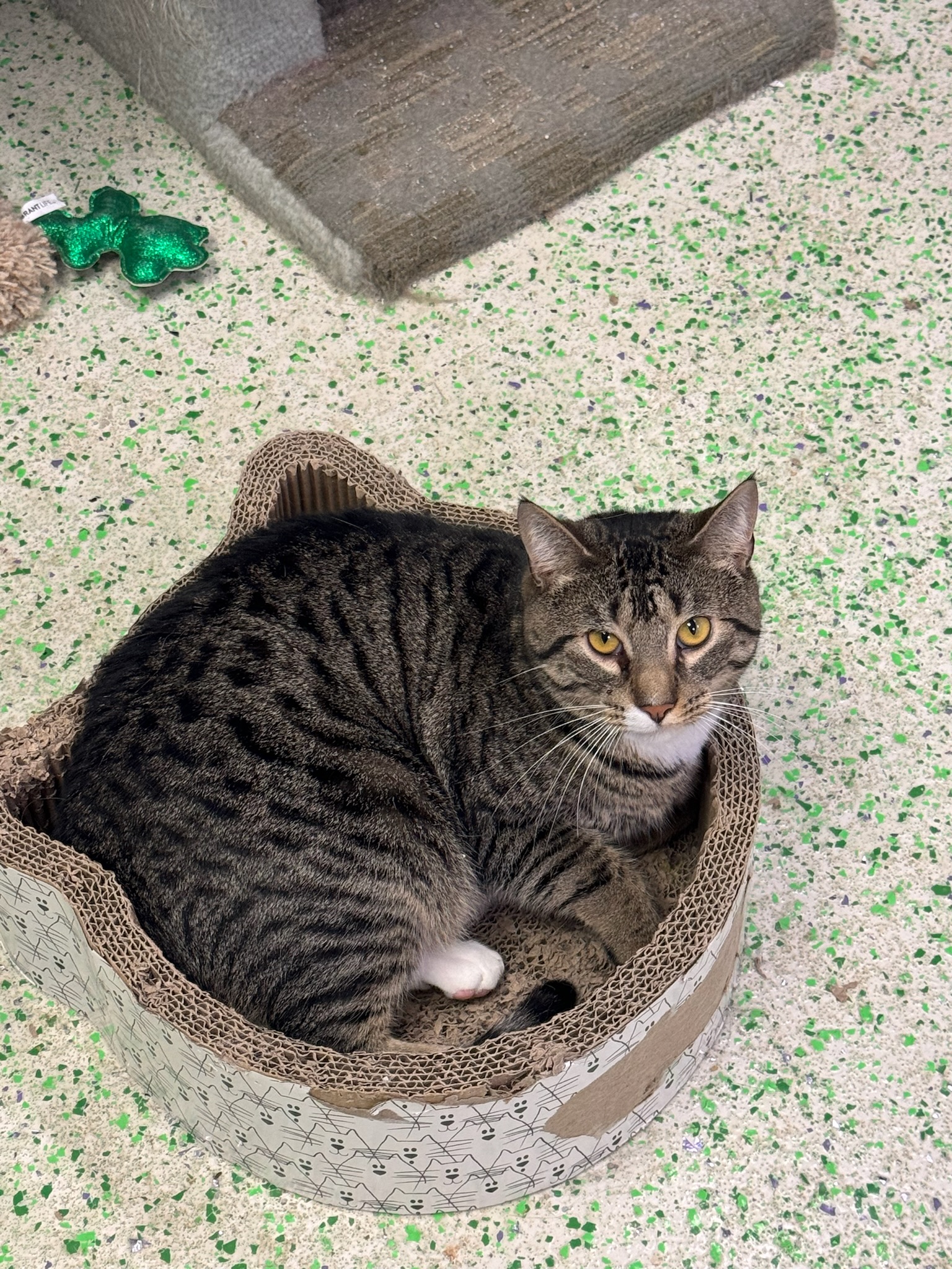 MacGuff, a Adoptable Domestic Short Hair in Richboro, PA image 5/6